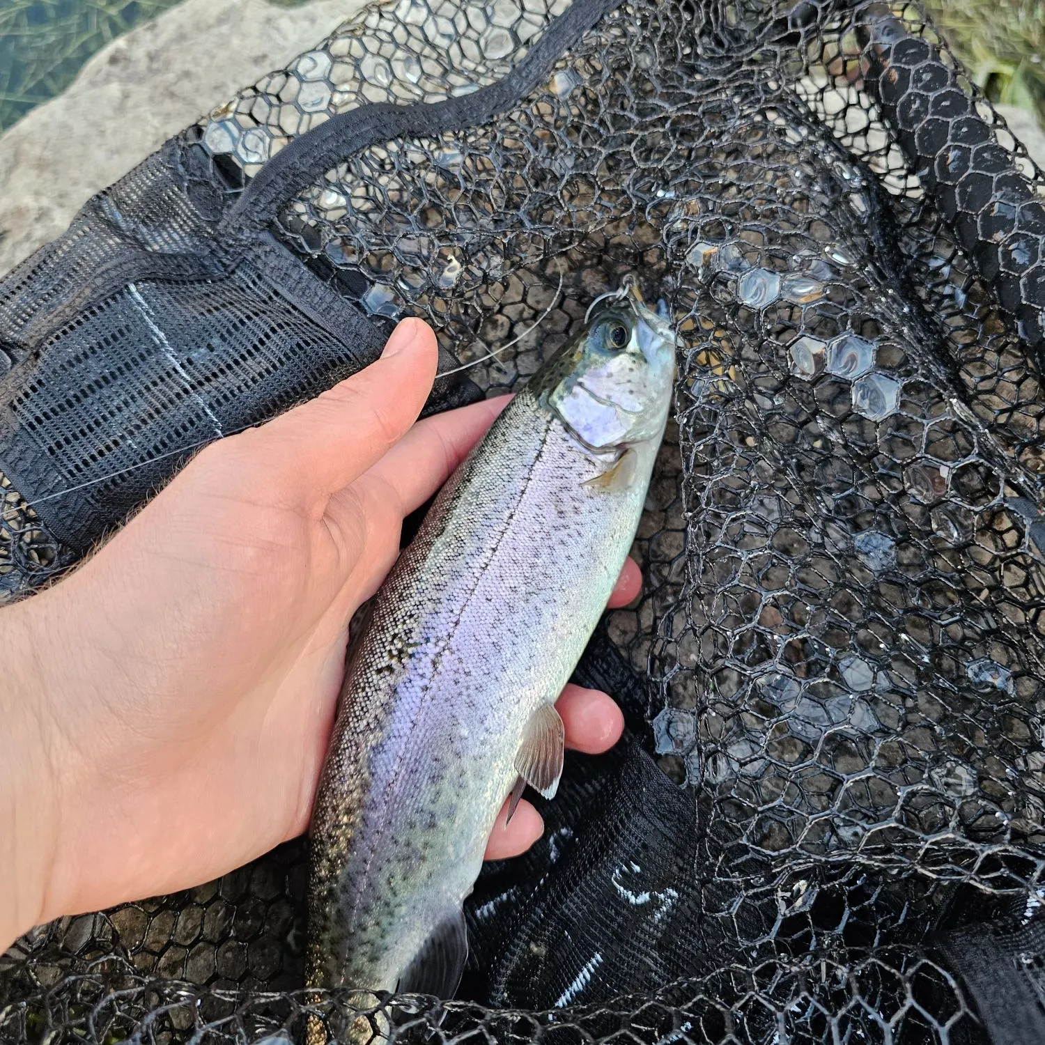 Rainbow trout caught on Fishbrain