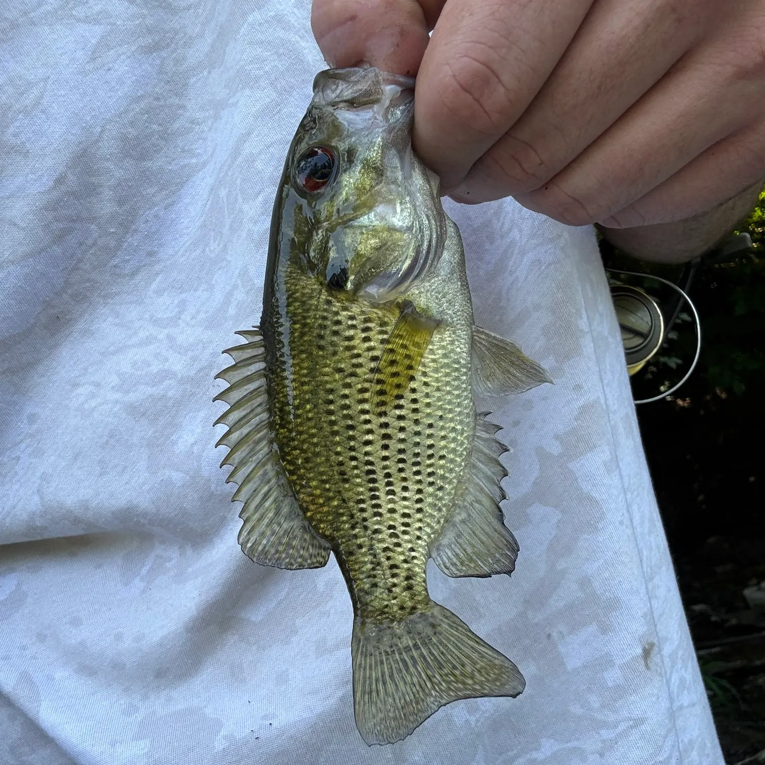 Rock bass caught on Fishbrain