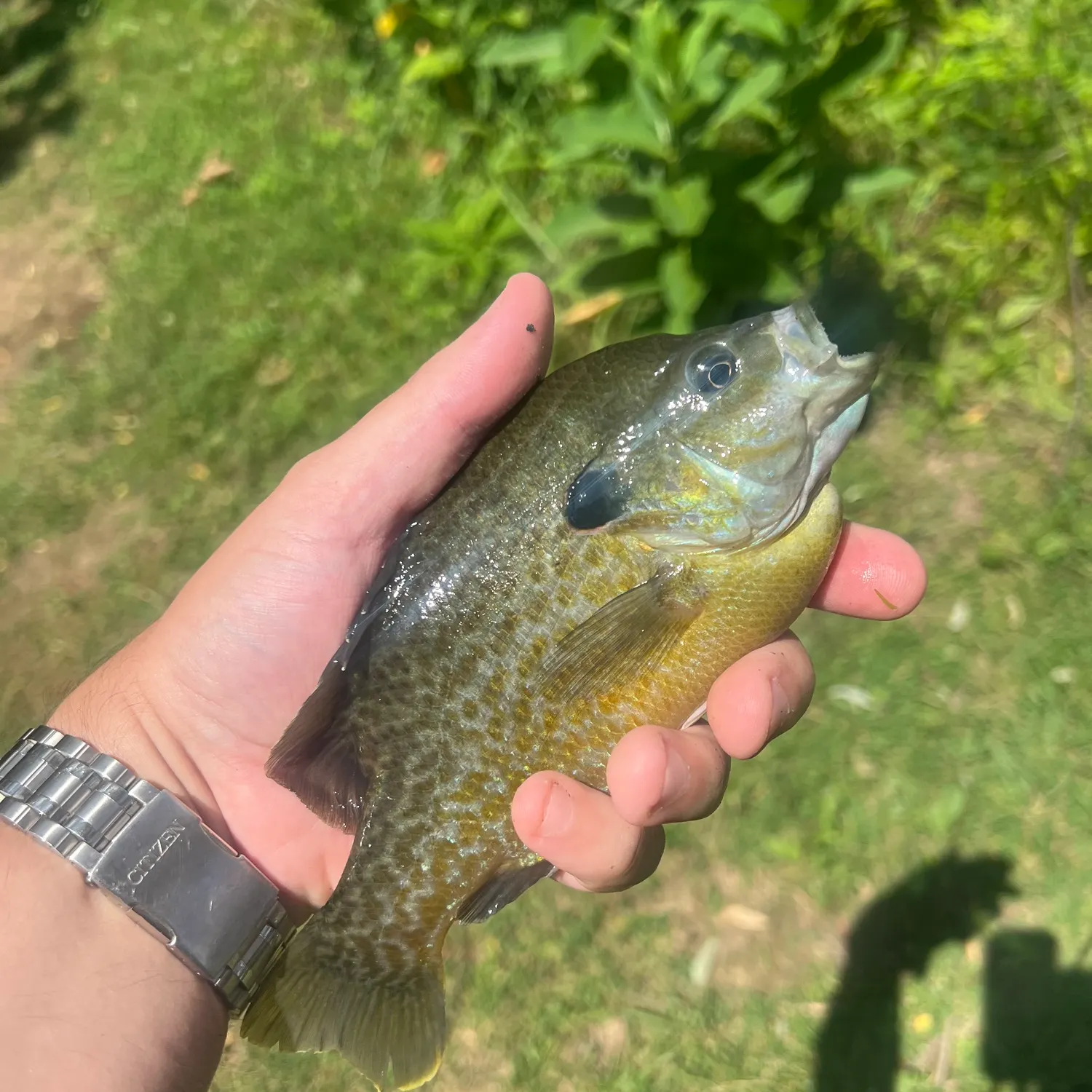 catch