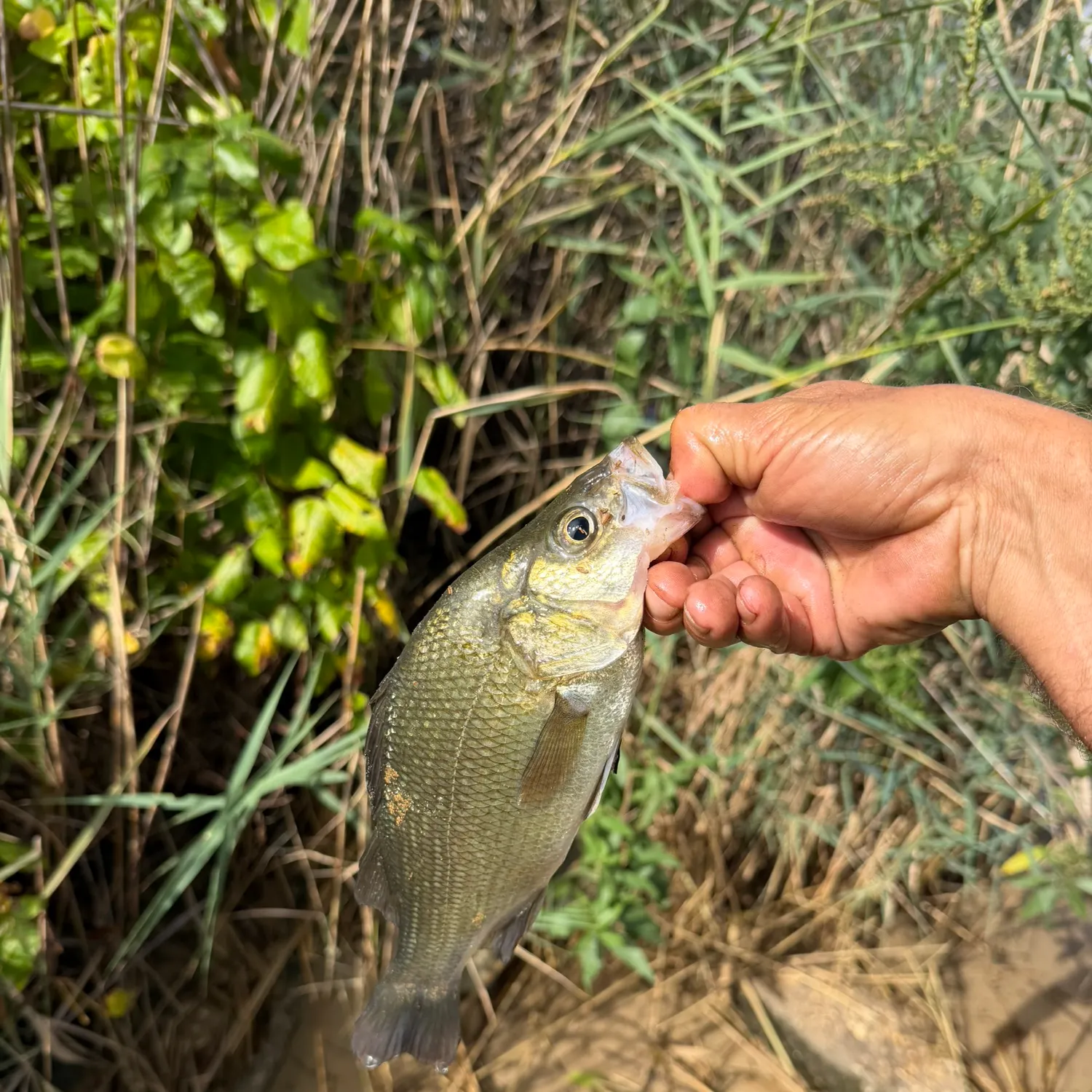 White perch caught on Fishbrain