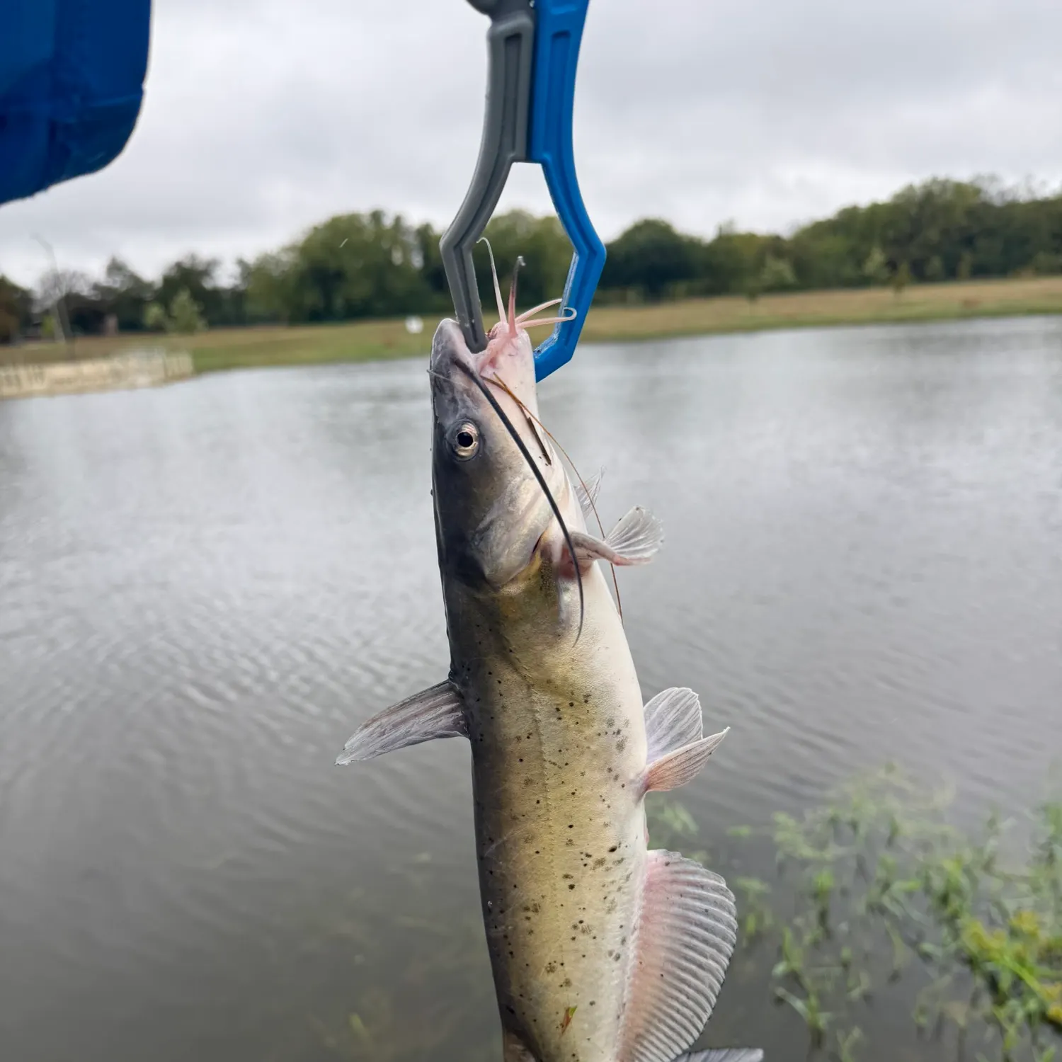 Channel catfish caught on Fishbrain