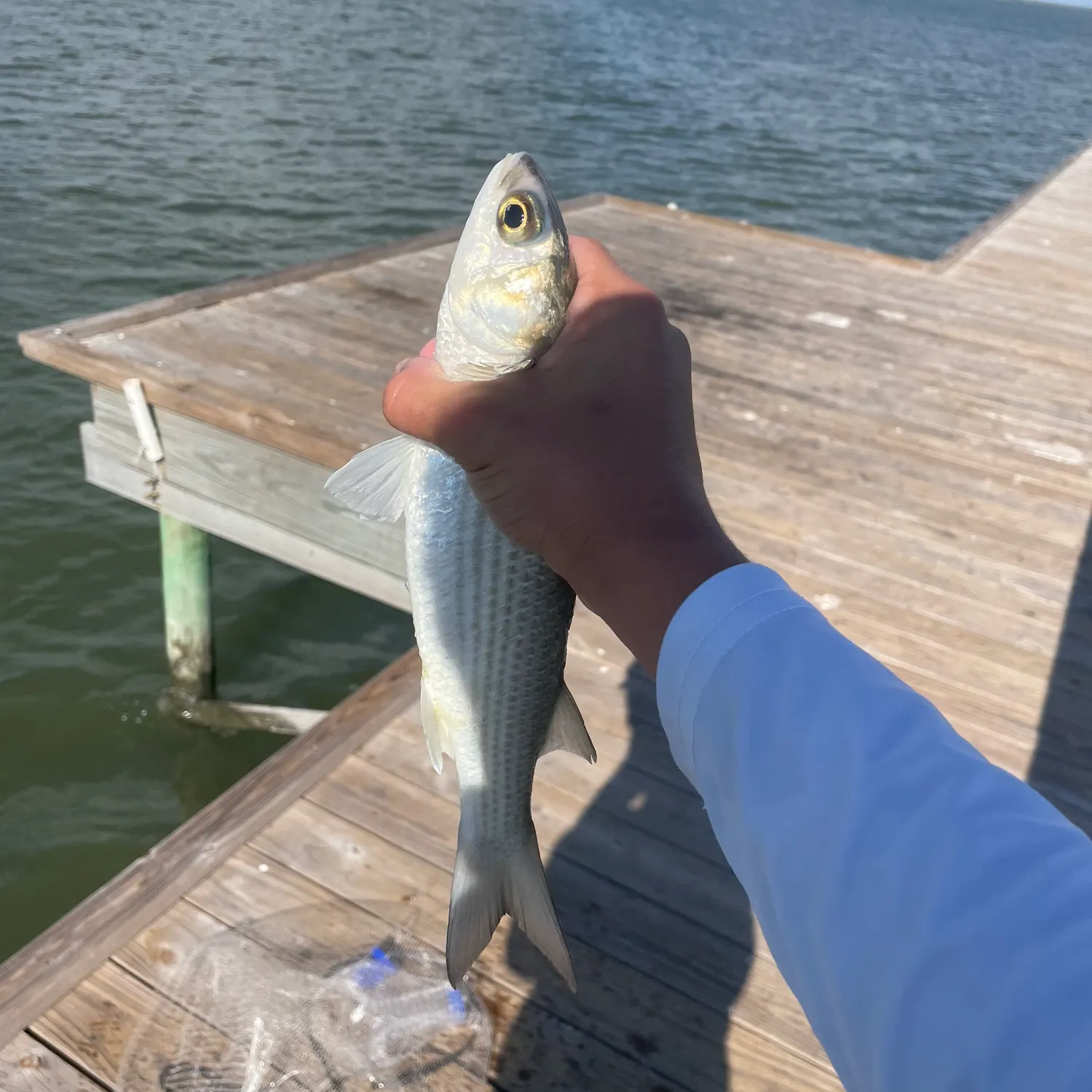 The most recent Silver mullet catches on Fishbrain