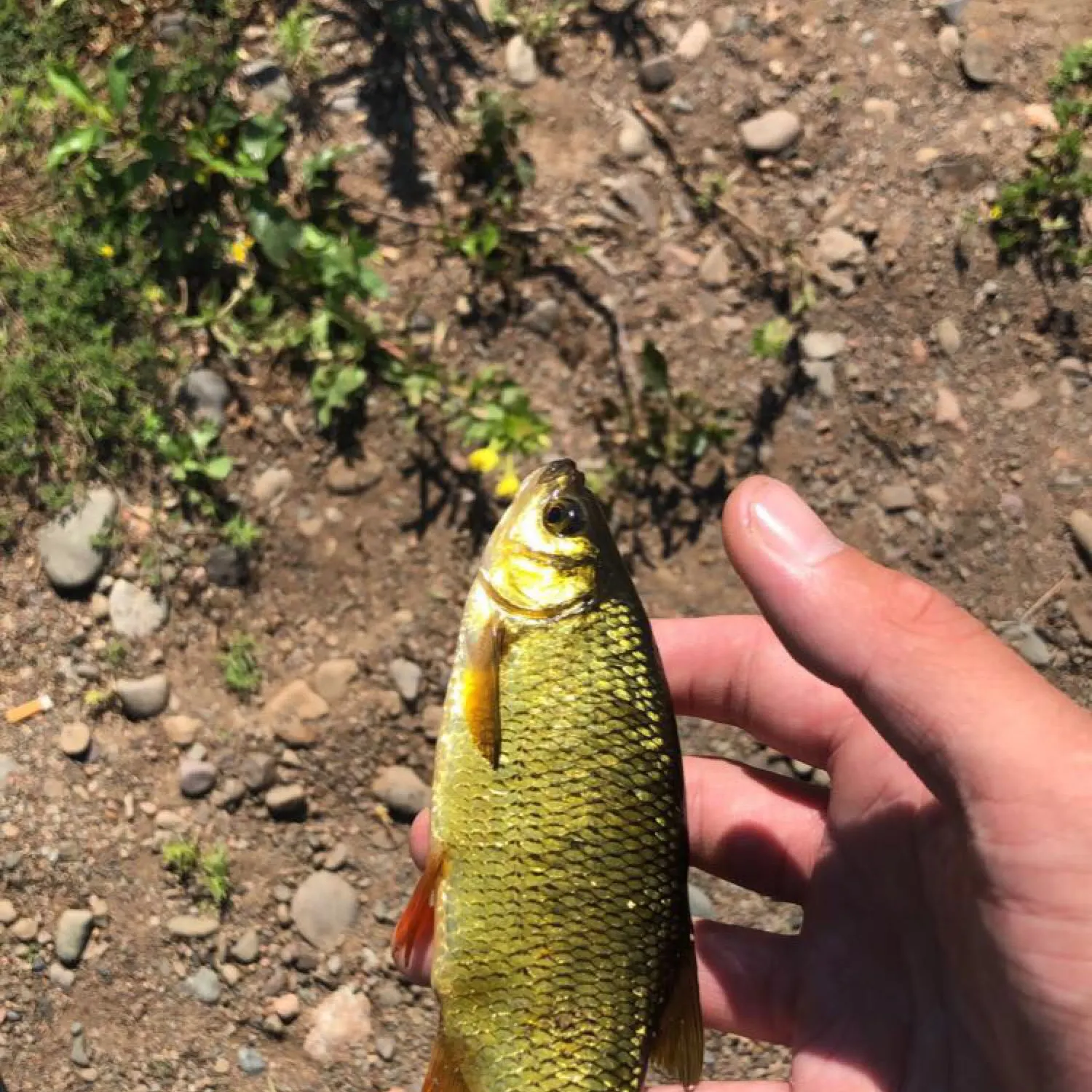 angler catch