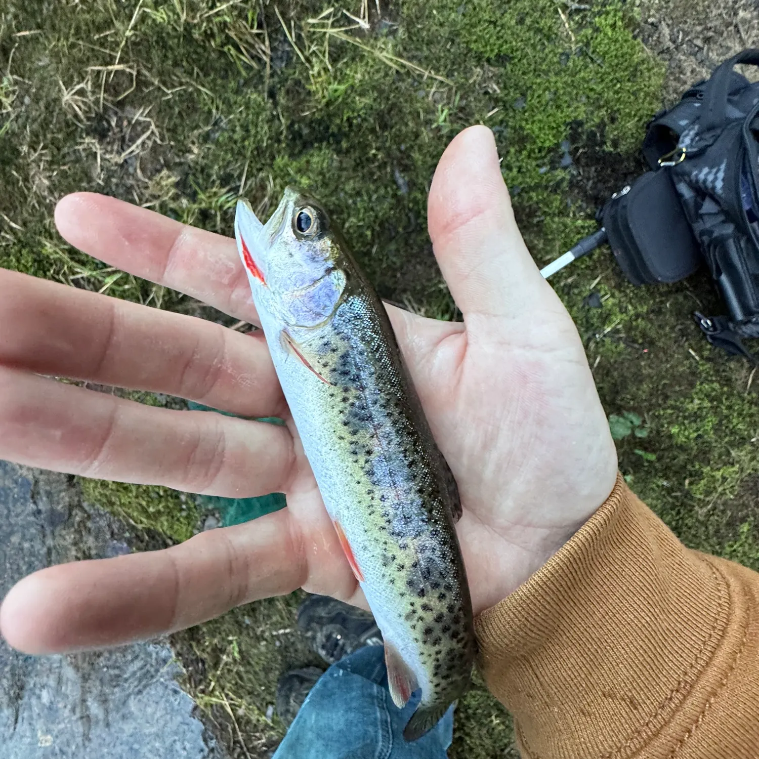 The most recent Rainbow trout catches on Fishbrain