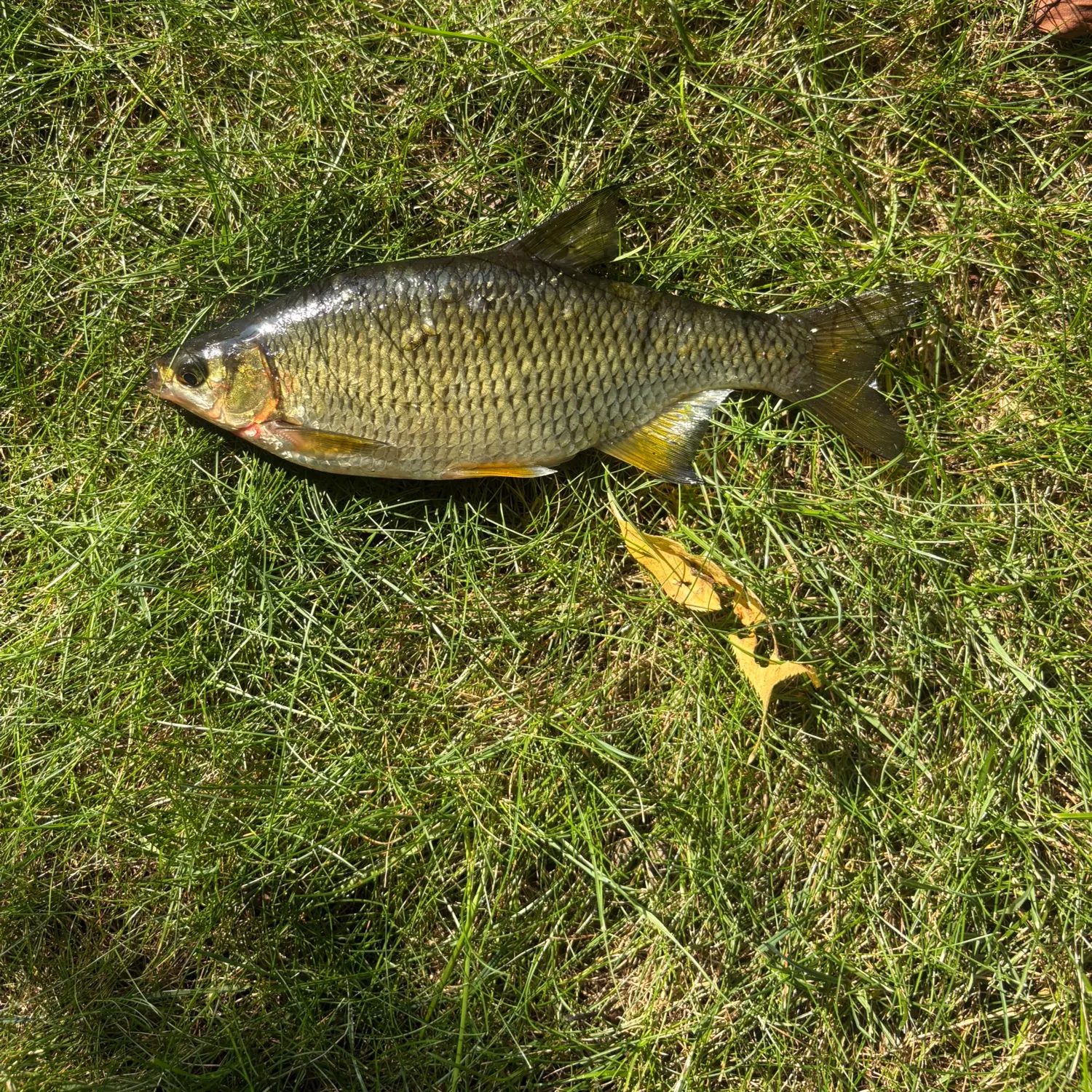 Golden shiner caught on Fishbrain