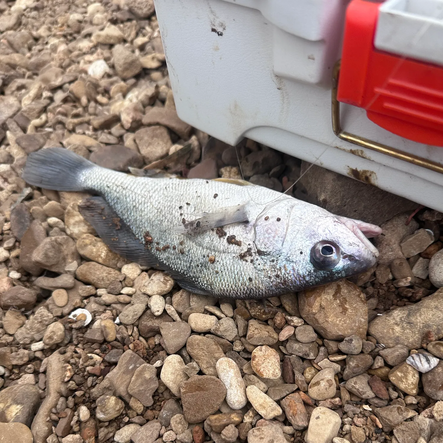 Freshwater drum caught on Fishbrain