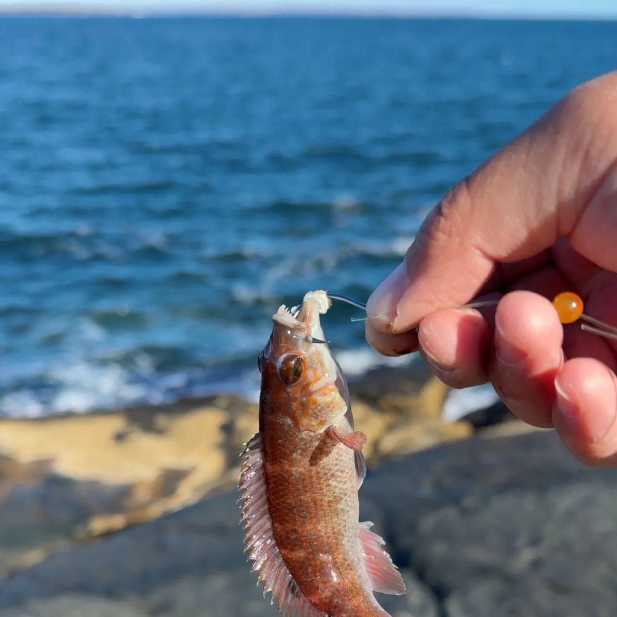 Cunner caught on Fishbrain