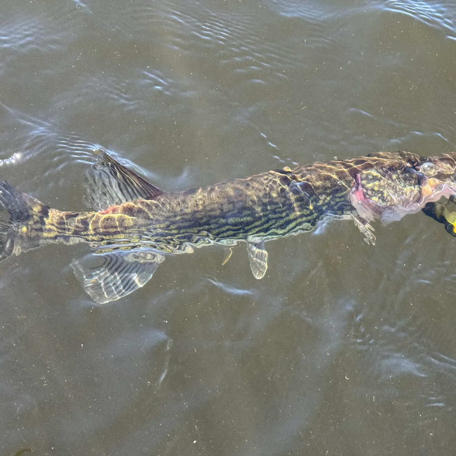 The most recent Chain pickerel catches on Fishbrain