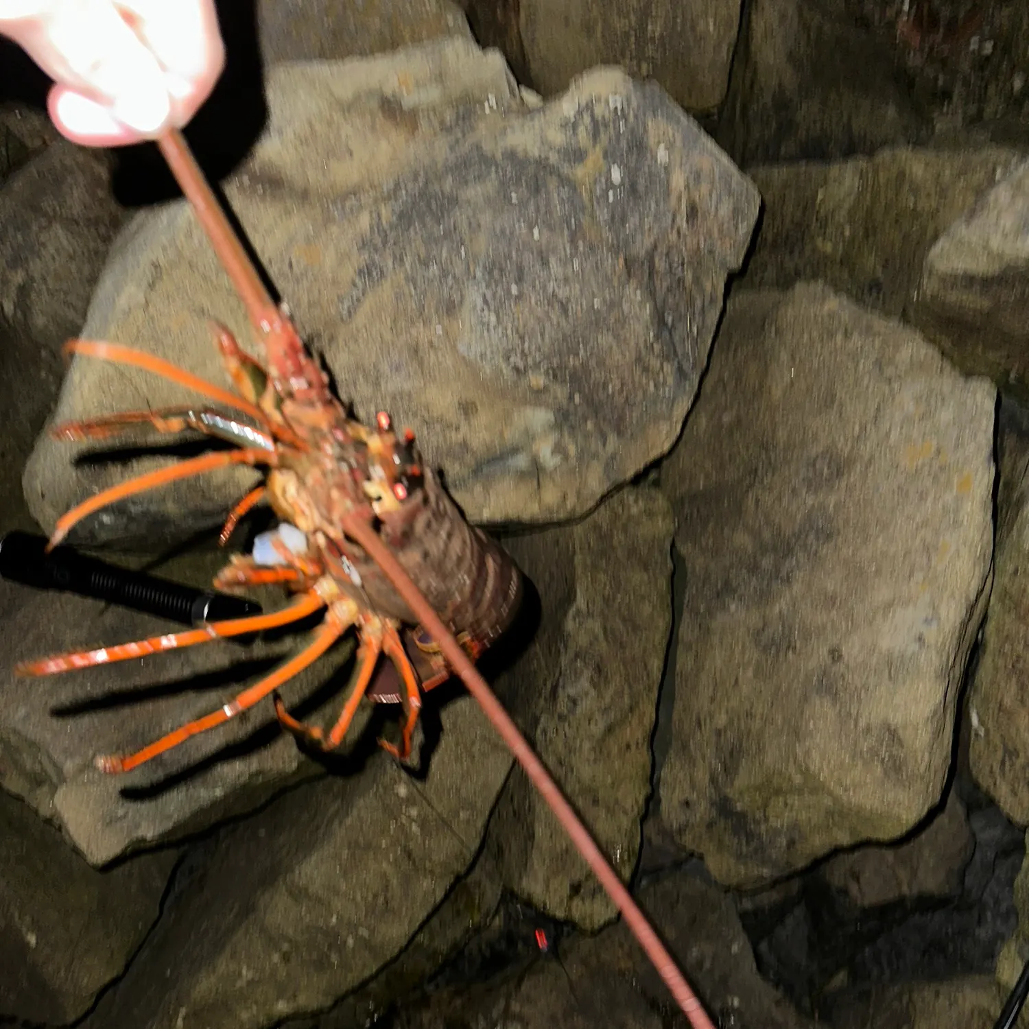 The most recent California spiny lobster catches on Fishbrain