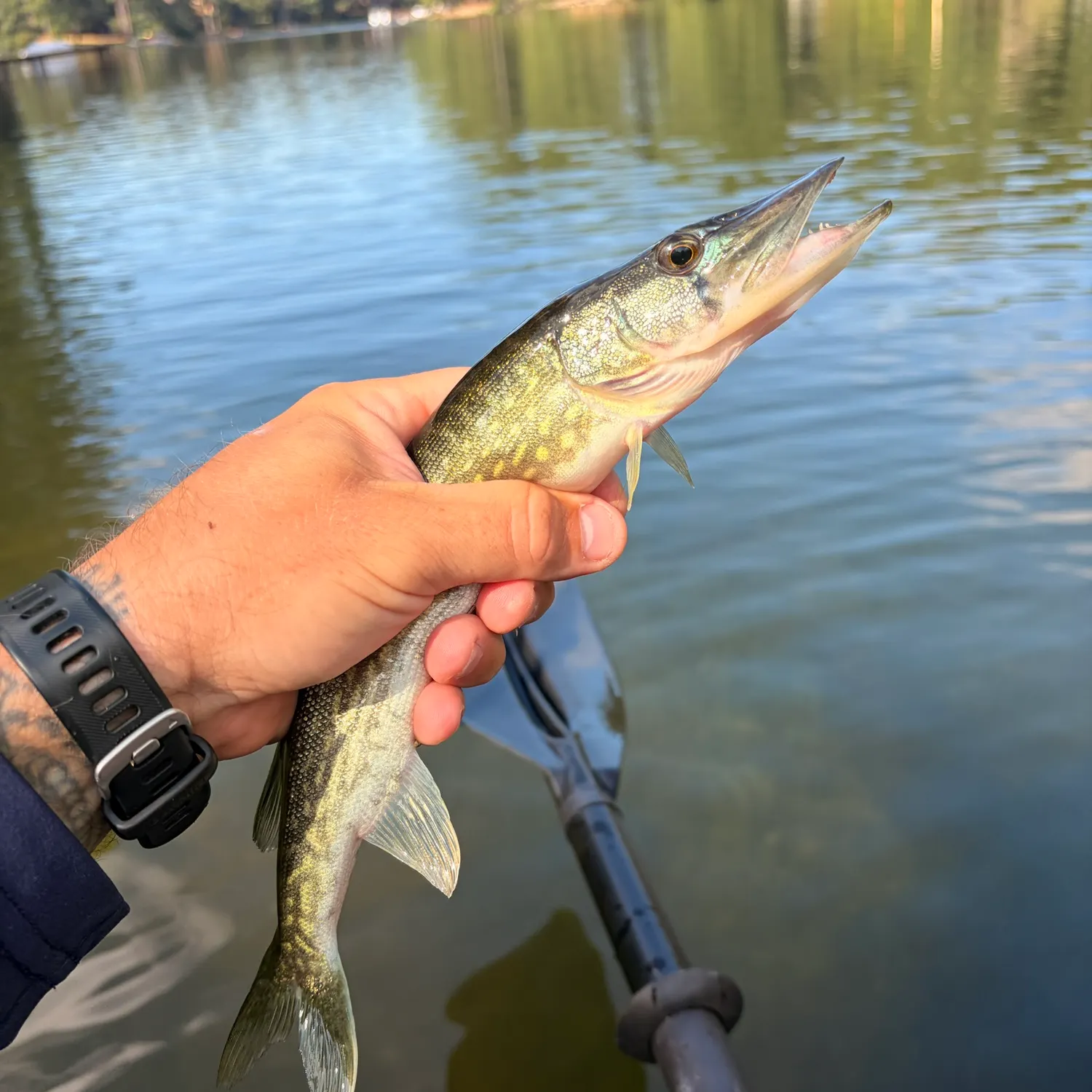 Chain pickerel caught on Fishbrain