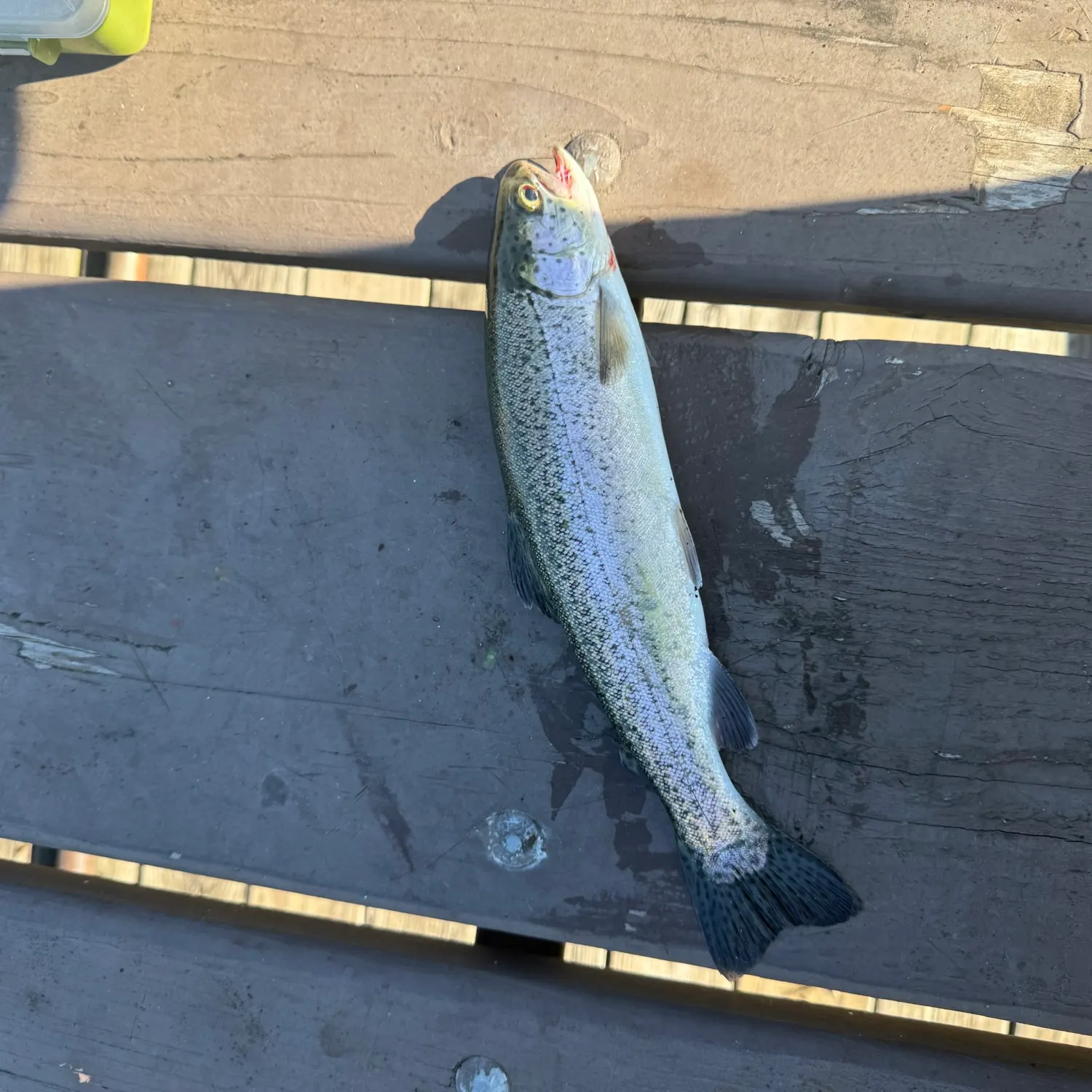 Rainbow trout caught on Fishbrain