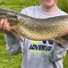Northern pike caught on Fishbrain