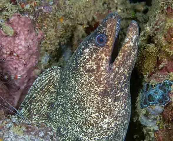 Highfin moray