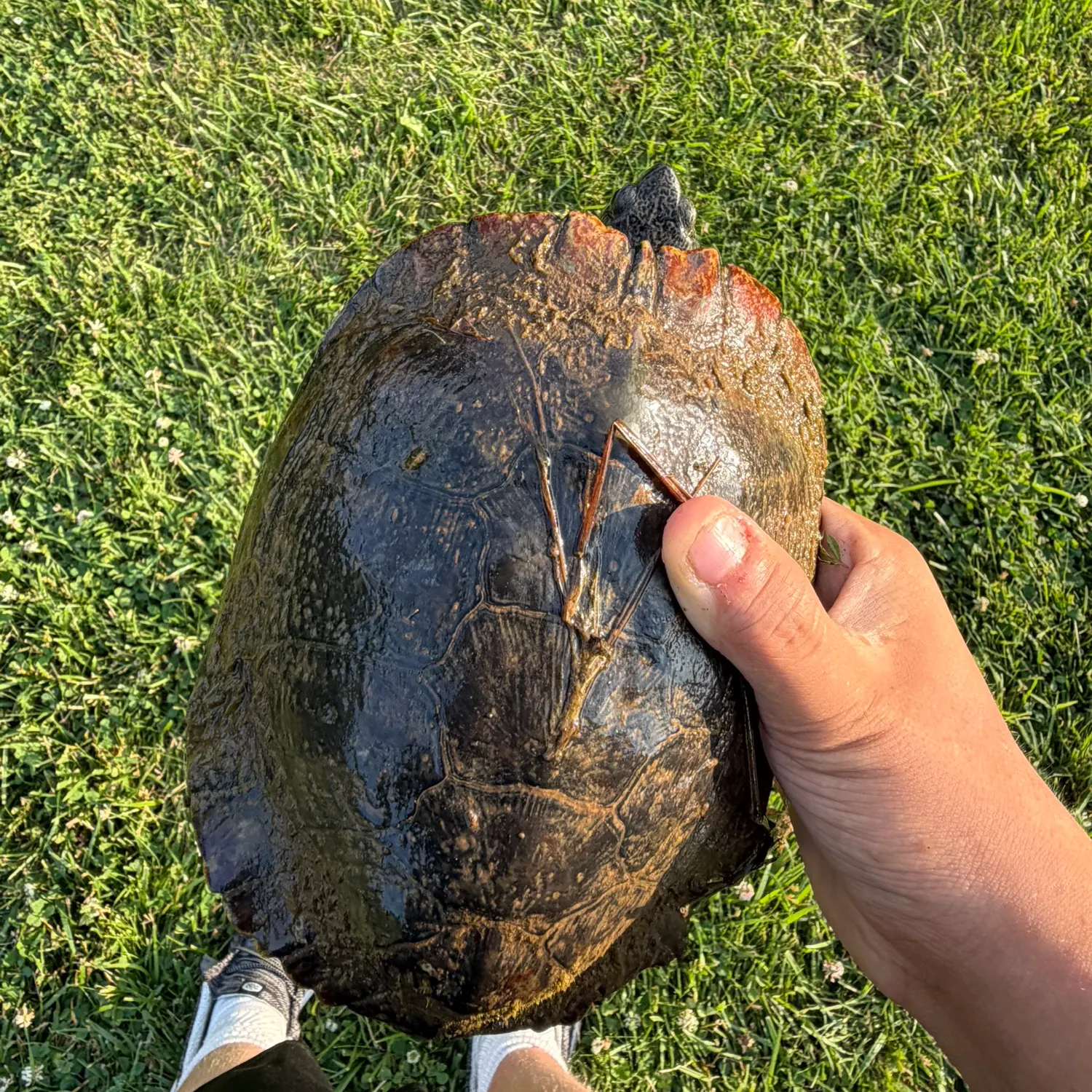The most recent Pond slider turtle catches on Fishbrain