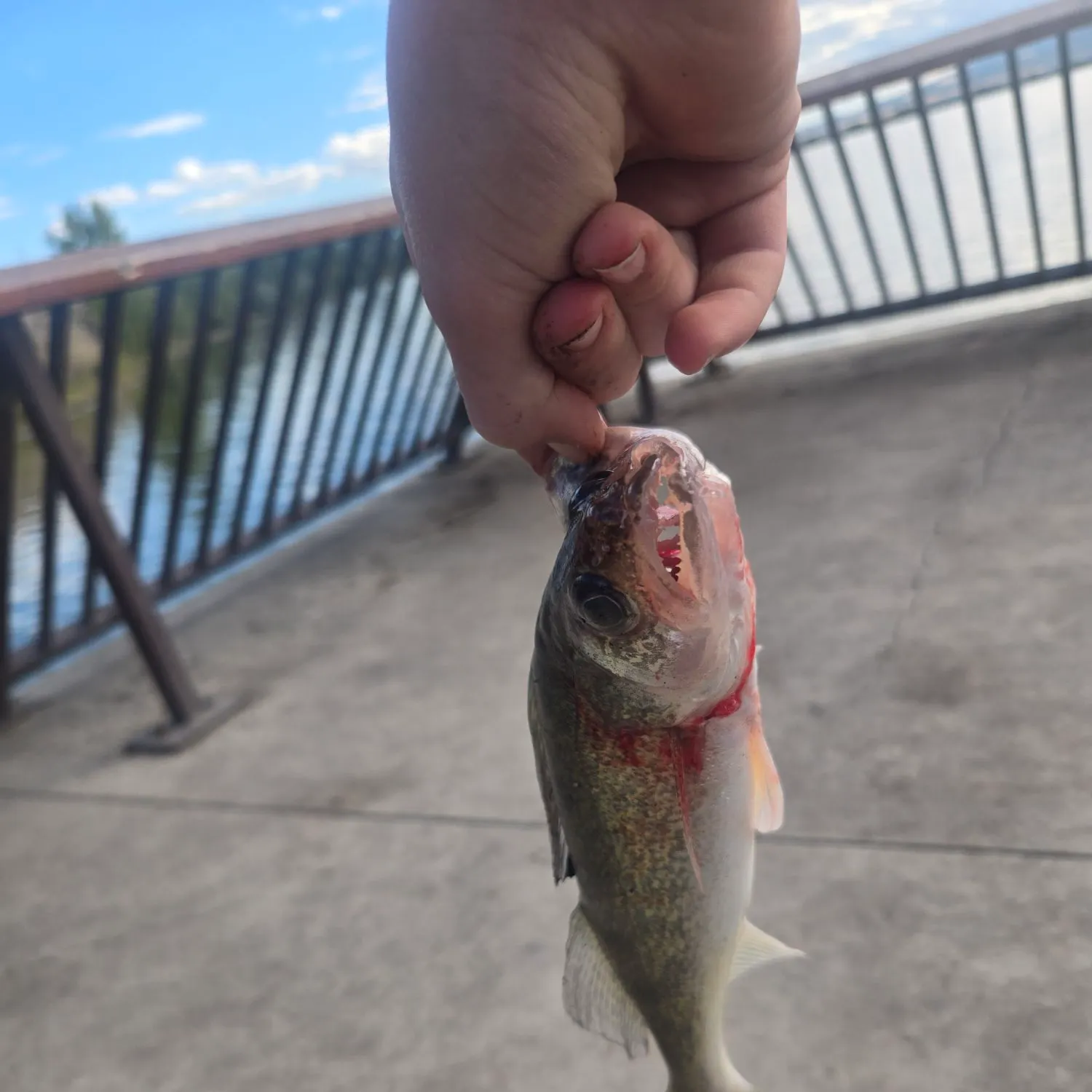 Walleye caught on Fishbrain