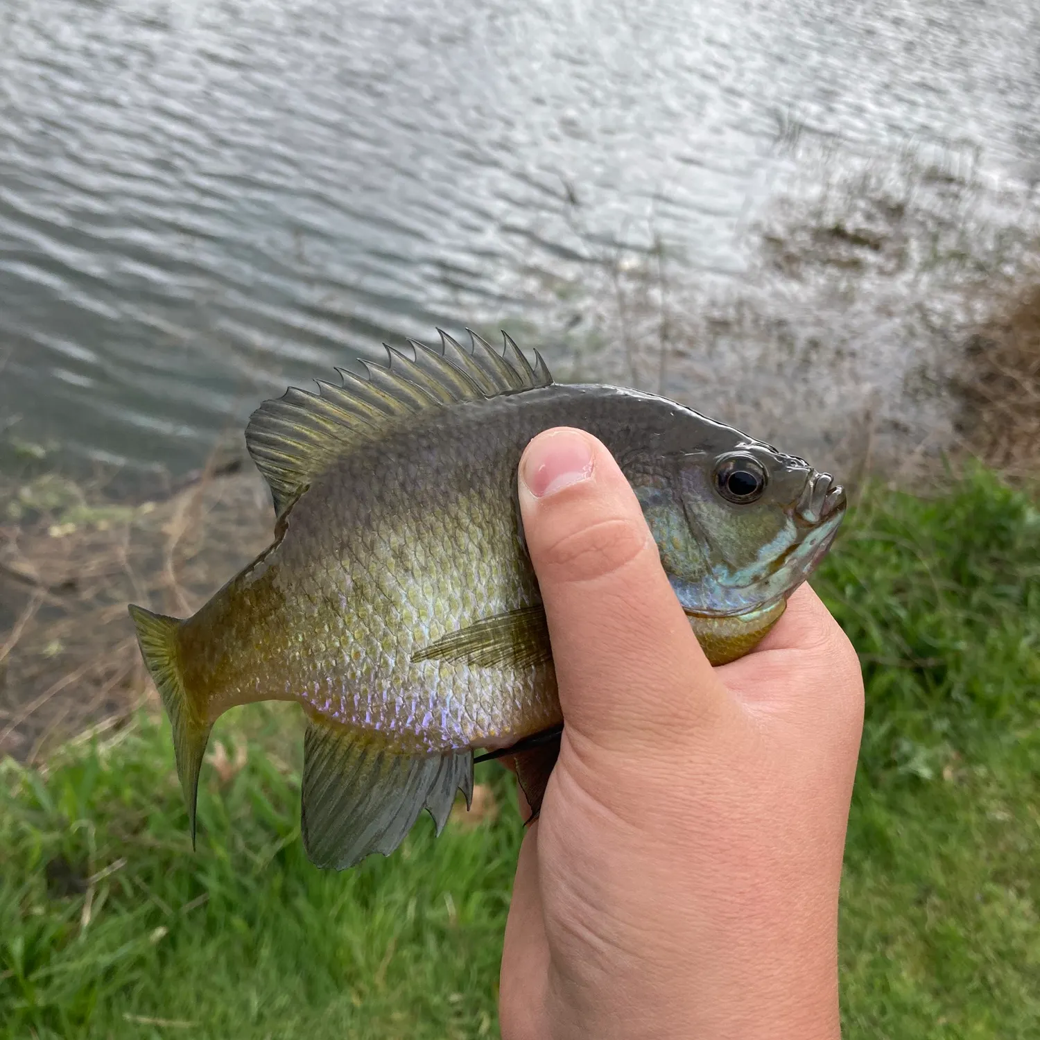 The most recent Bluegill catches on Fishbrain