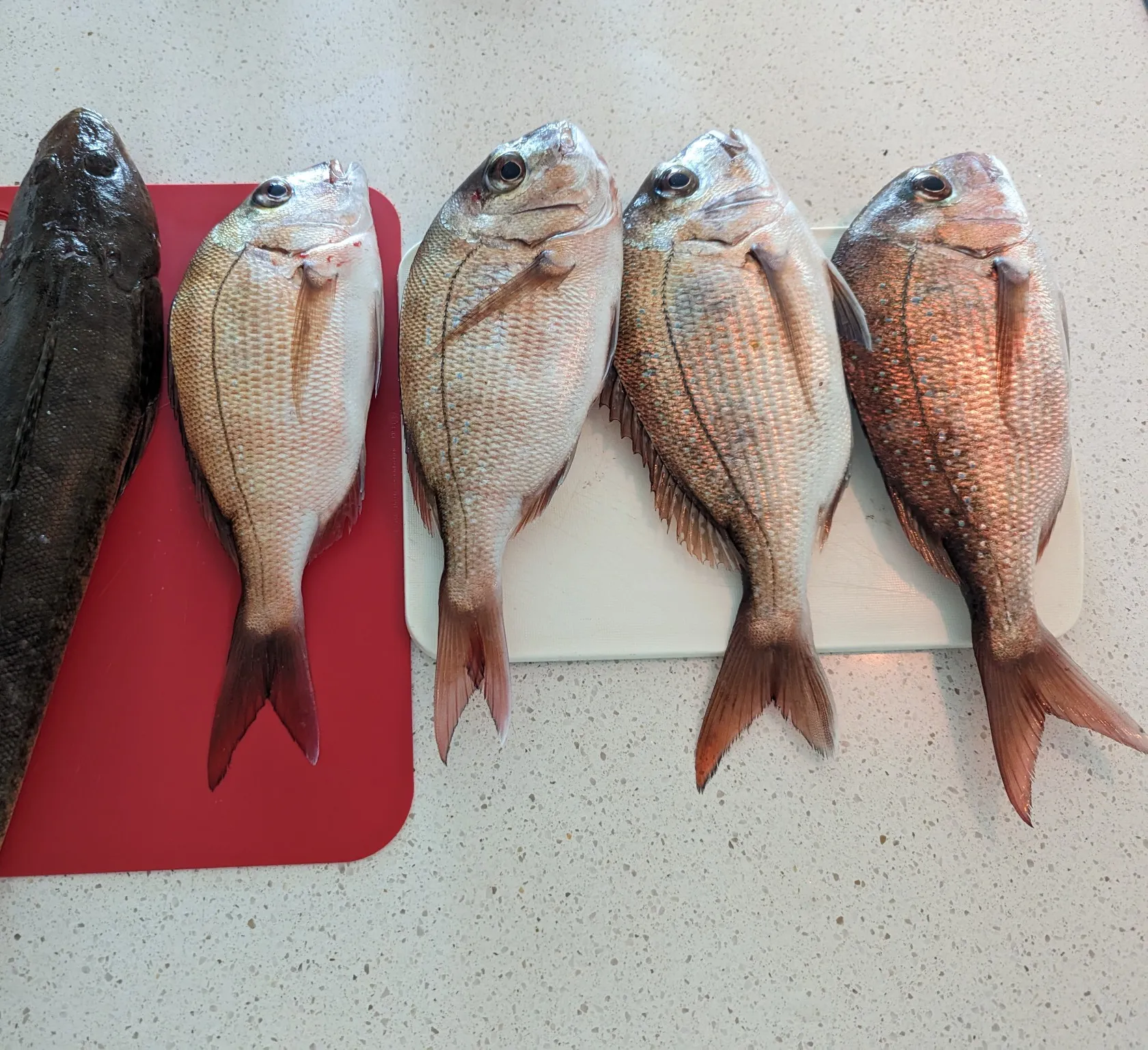 recently logged catches