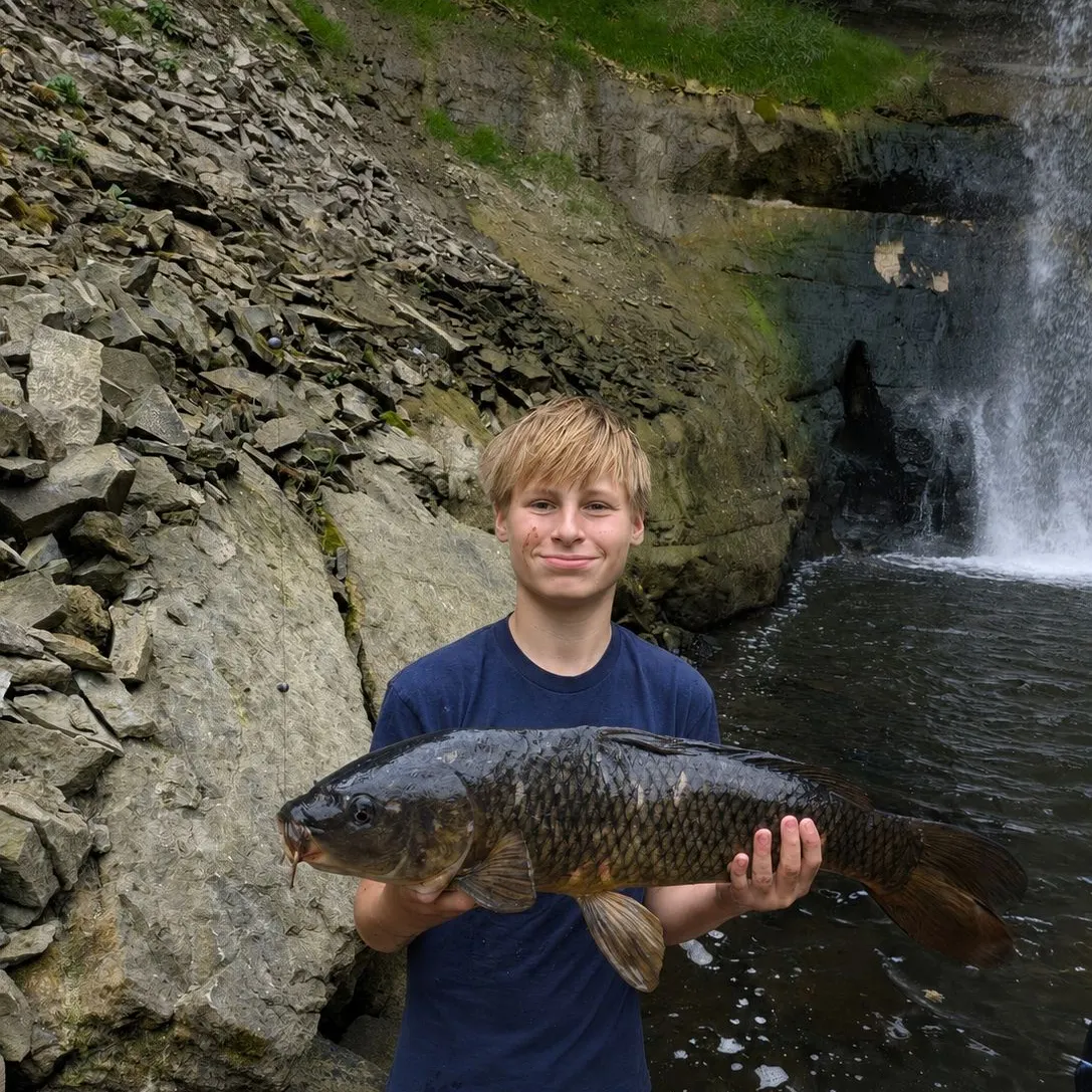 Common carp caught on Fishbrain