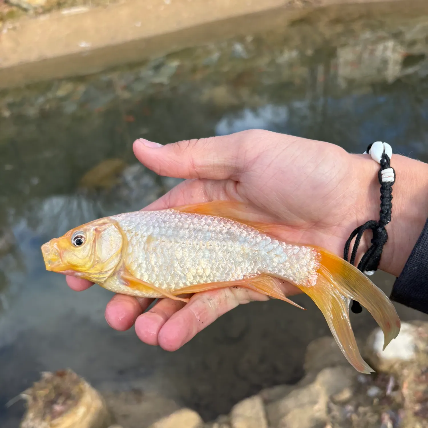 The most recent Goldfish catches on Fishbrain