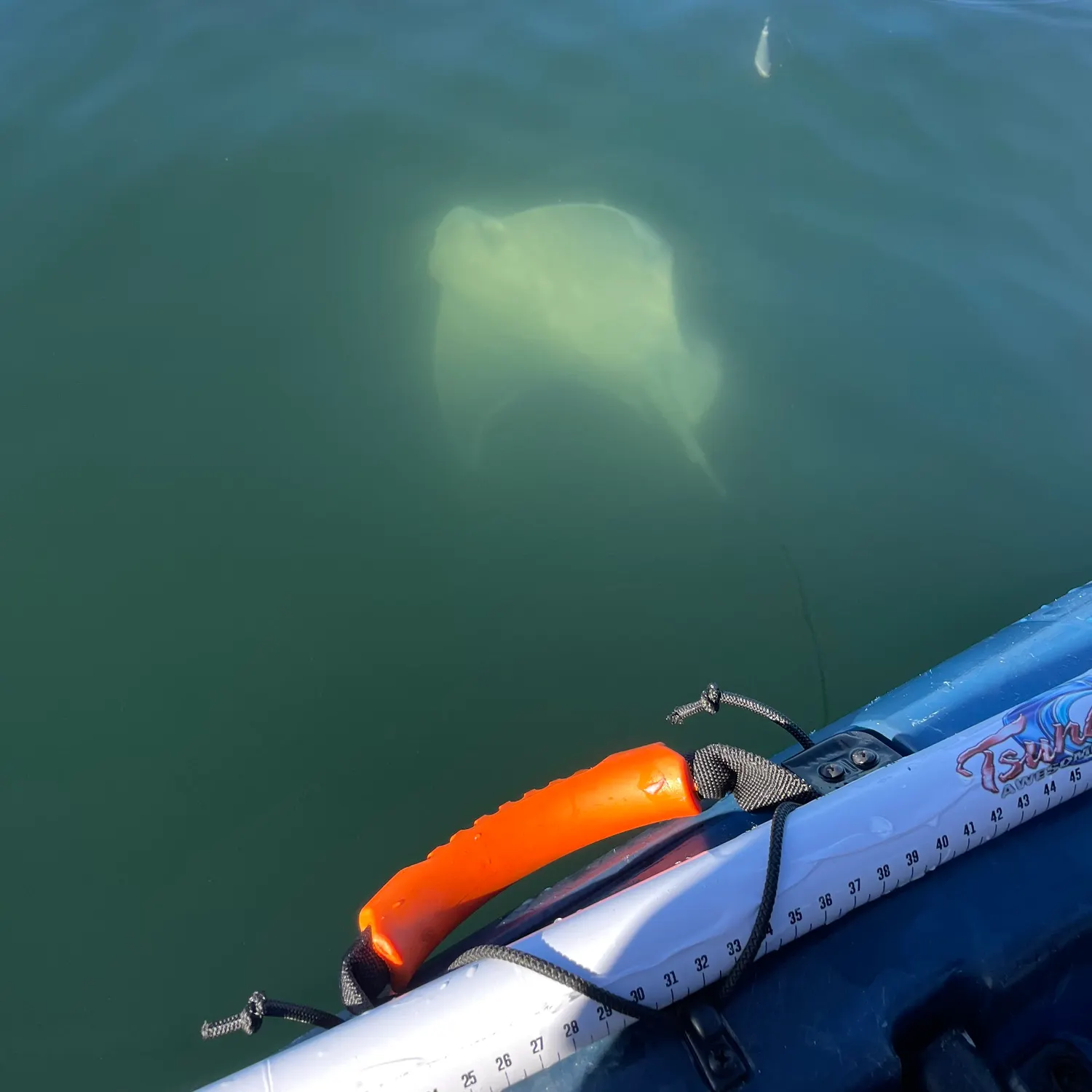The most recent Bat eagle ray catches on Fishbrain