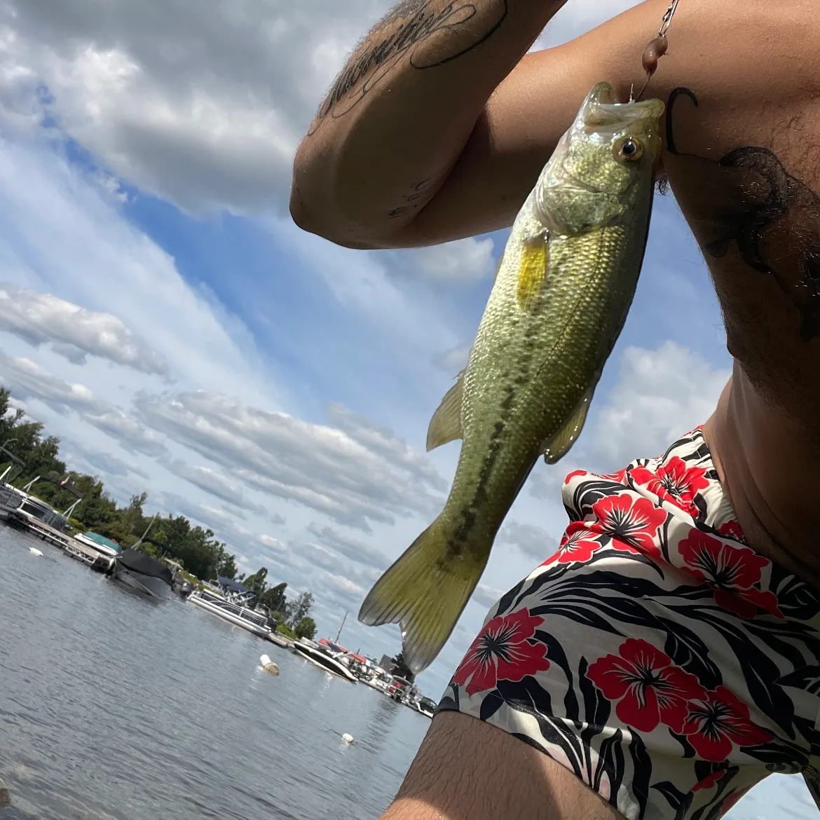 Smallmouth bass caught on Fishbrain