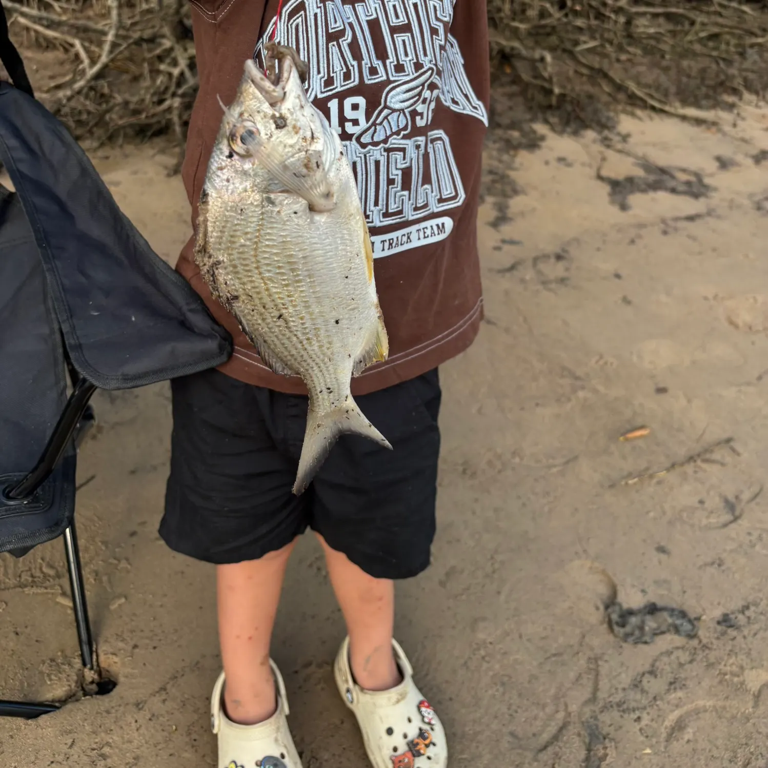 Surf bream caught on Fishbrain