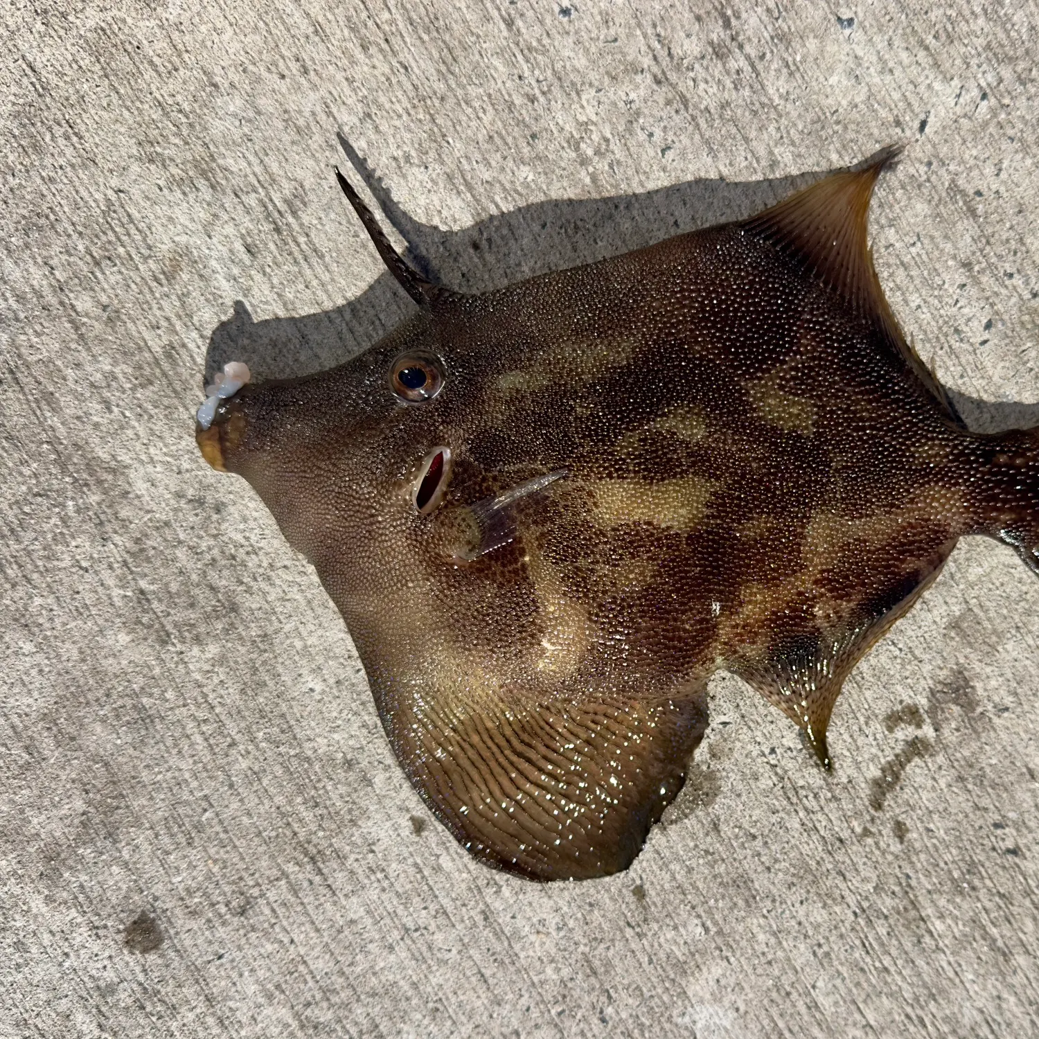 recently logged catches