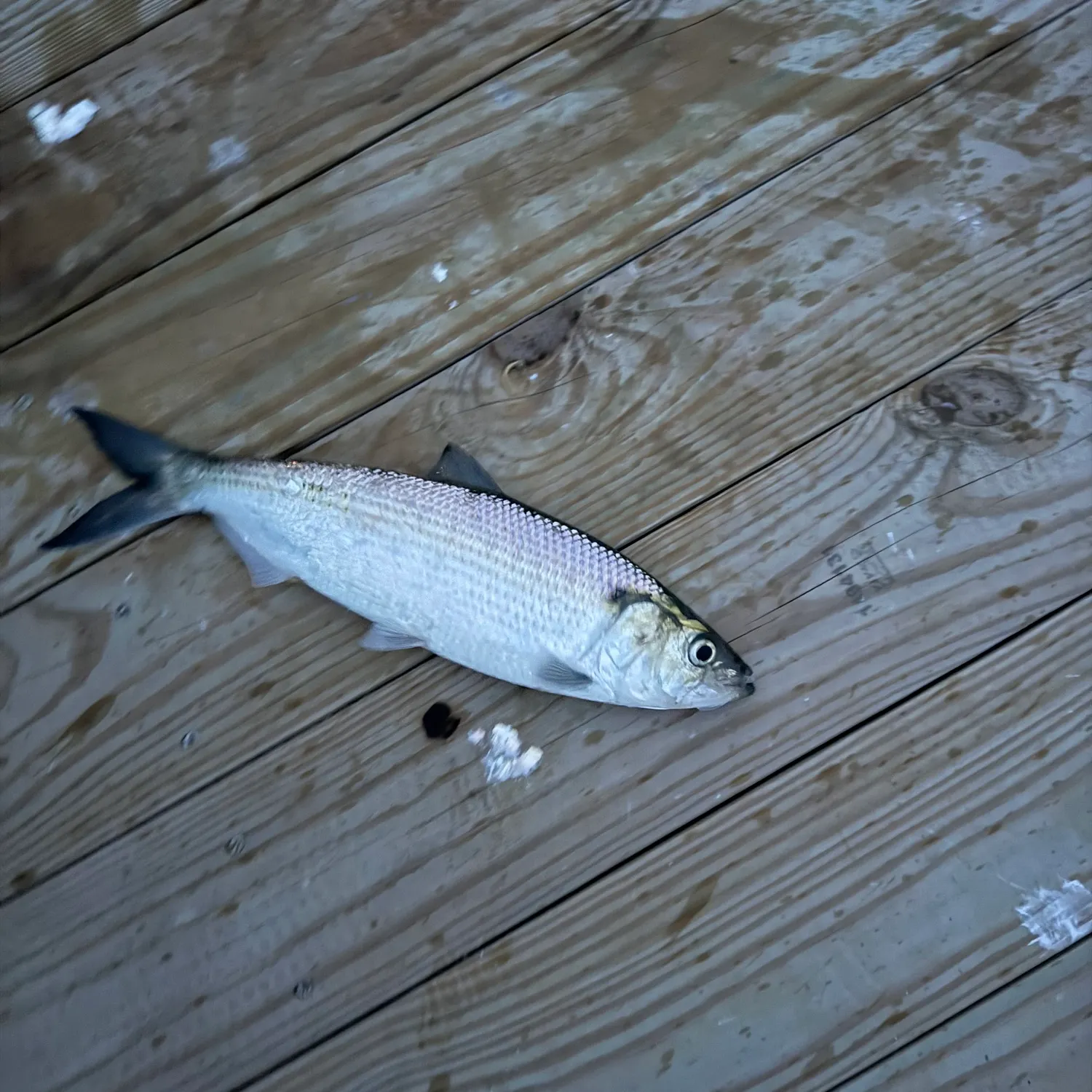 The most recent Hickory shad catches on Fishbrain