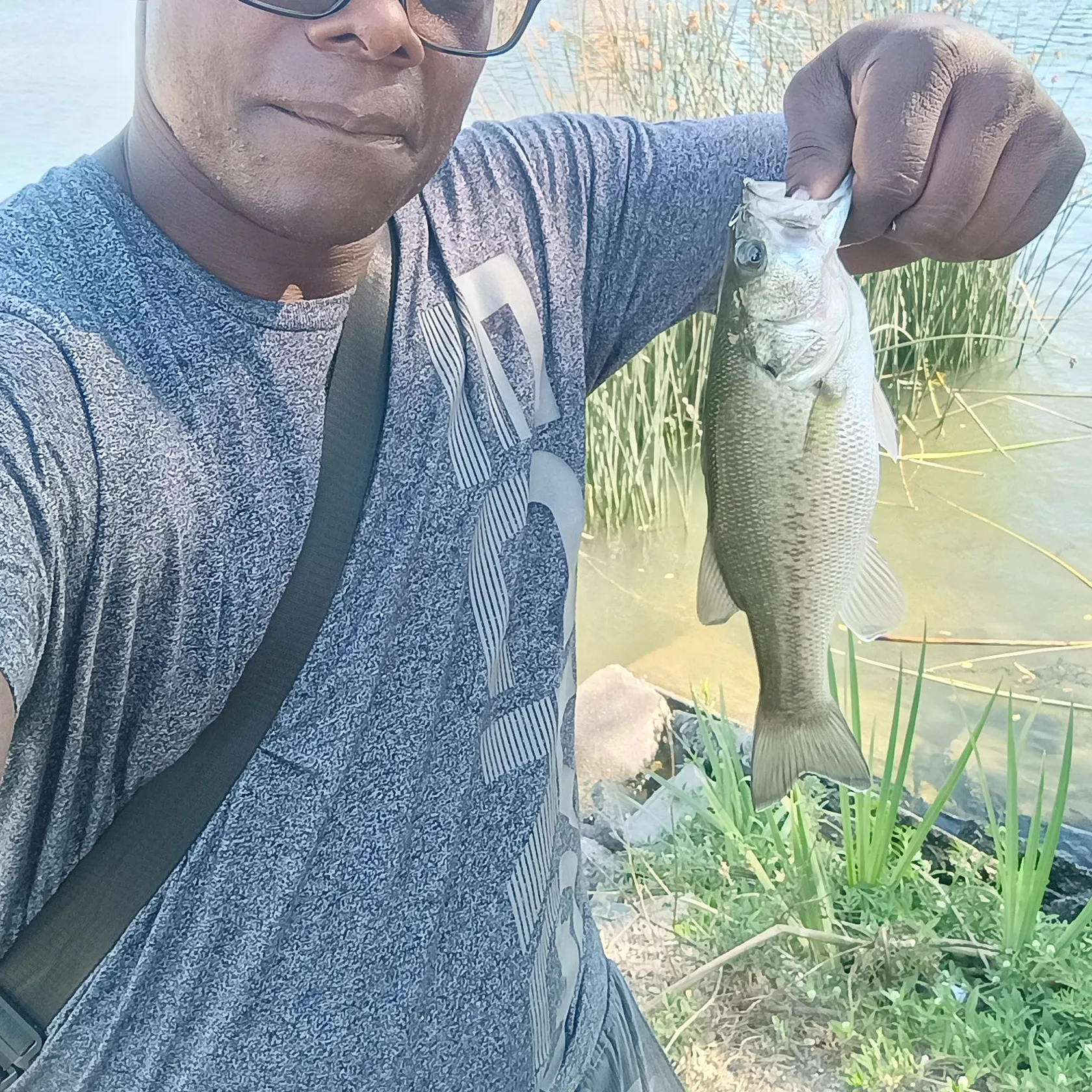 Largemouth bass caught on Fishbrain