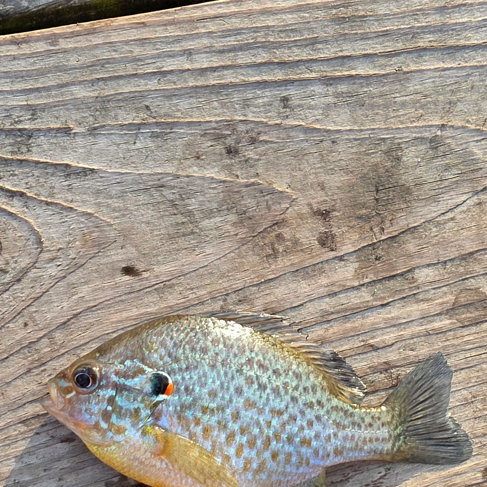 Pumpkinseed caught on Fishbrain