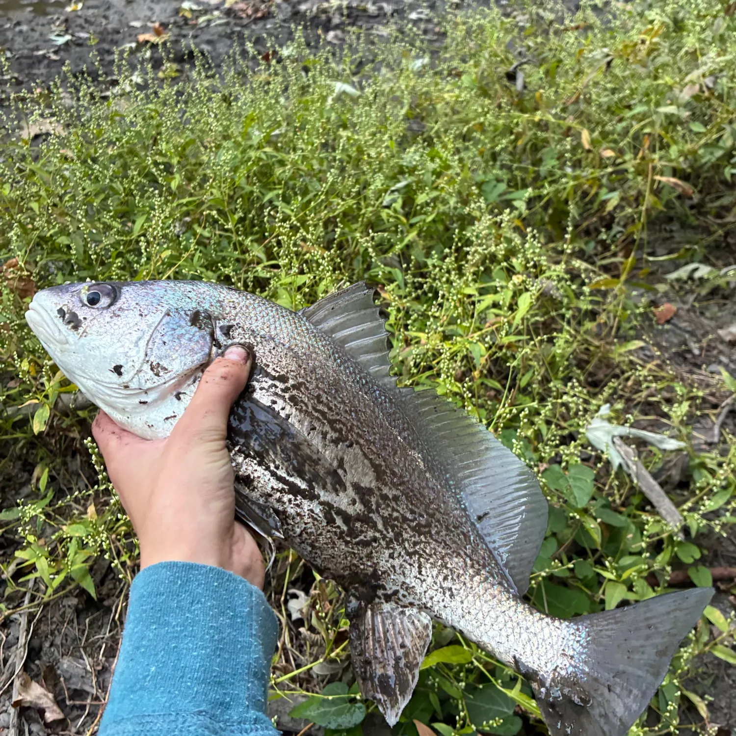 Freshwater drum caught on Fishbrain