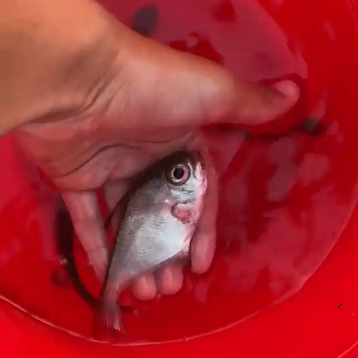 The most recent Vanikoro sweeper catches on Fishbrain