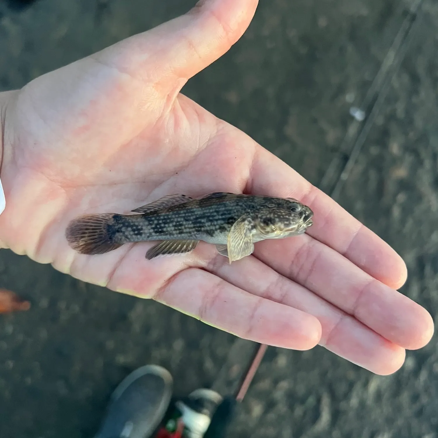 The most recent Estuarine frillfin catches on Fishbrain