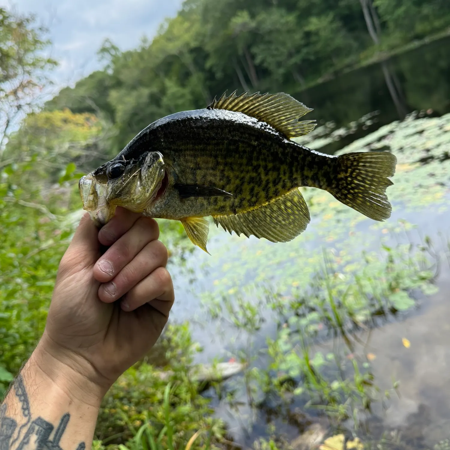 Black crappie caught on Fishbrain
