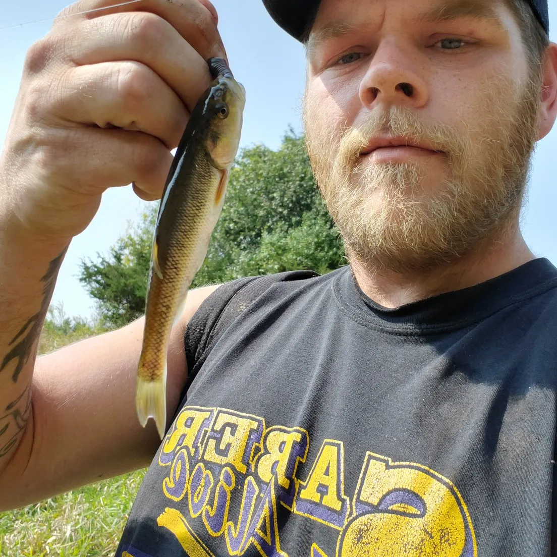 Creek chub caught on Fishbrain