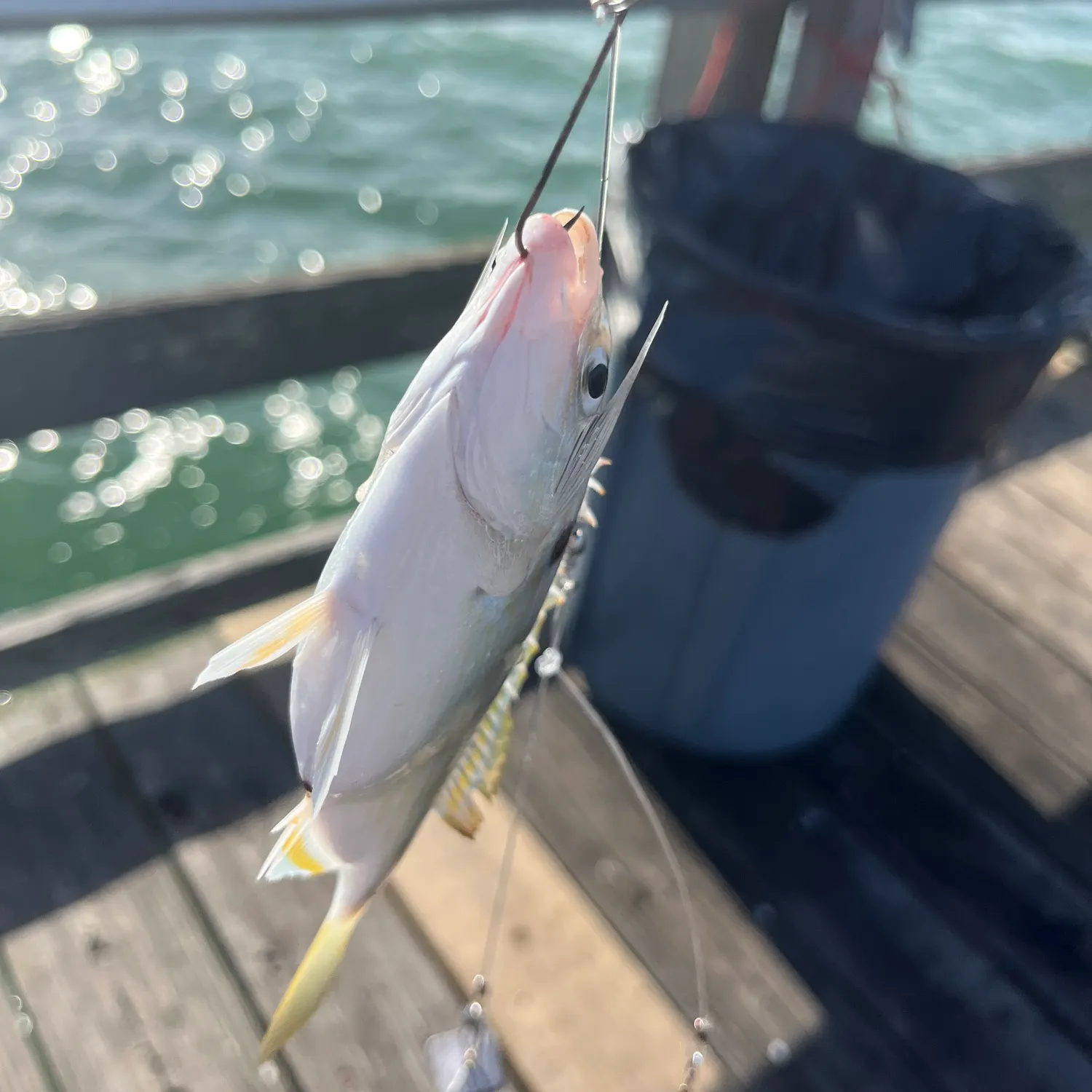 The most recent Spotfin croaker catches on Fishbrain