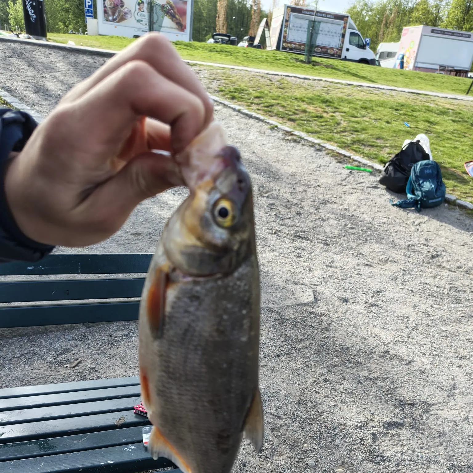 The most recent Vimba bream catches on Fishbrain