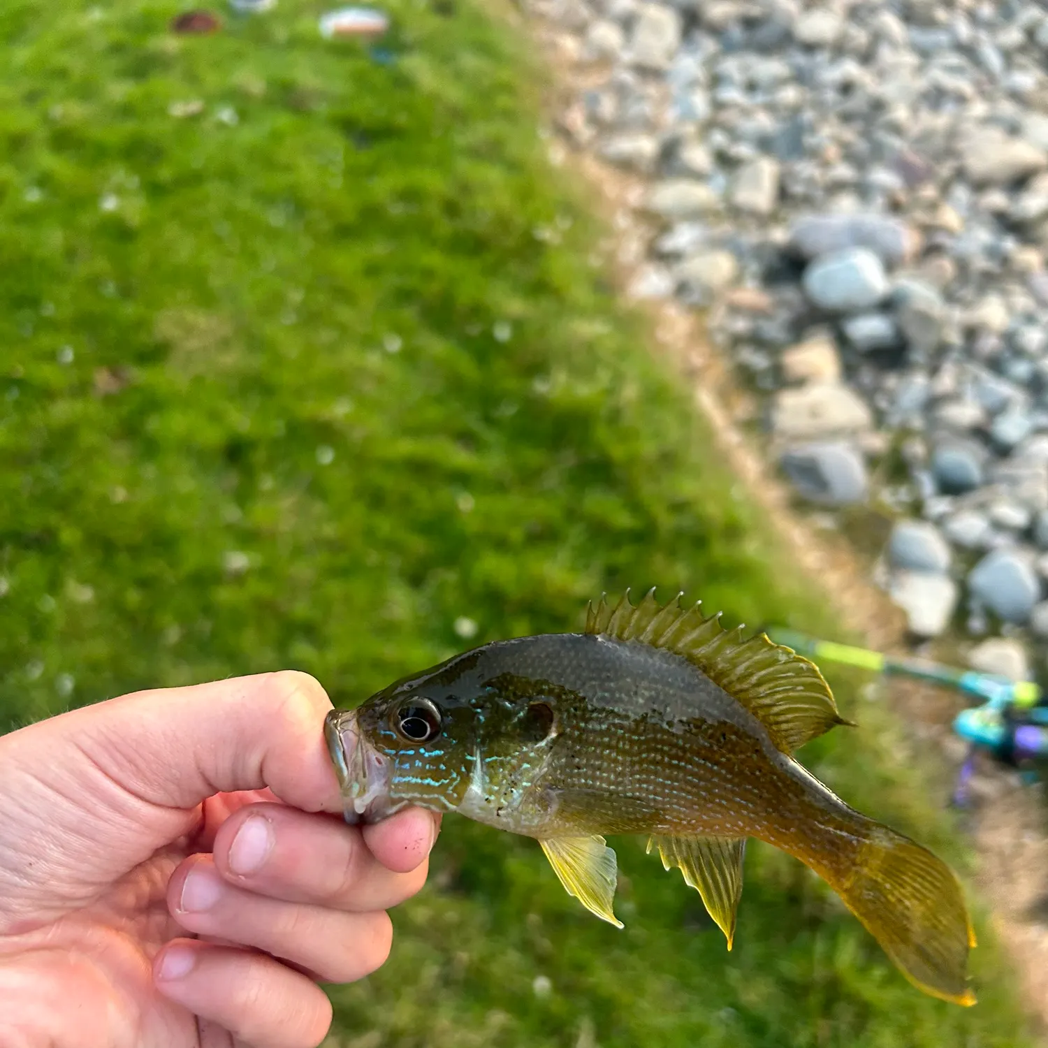 Greengill hybrid caught on Fishbrain