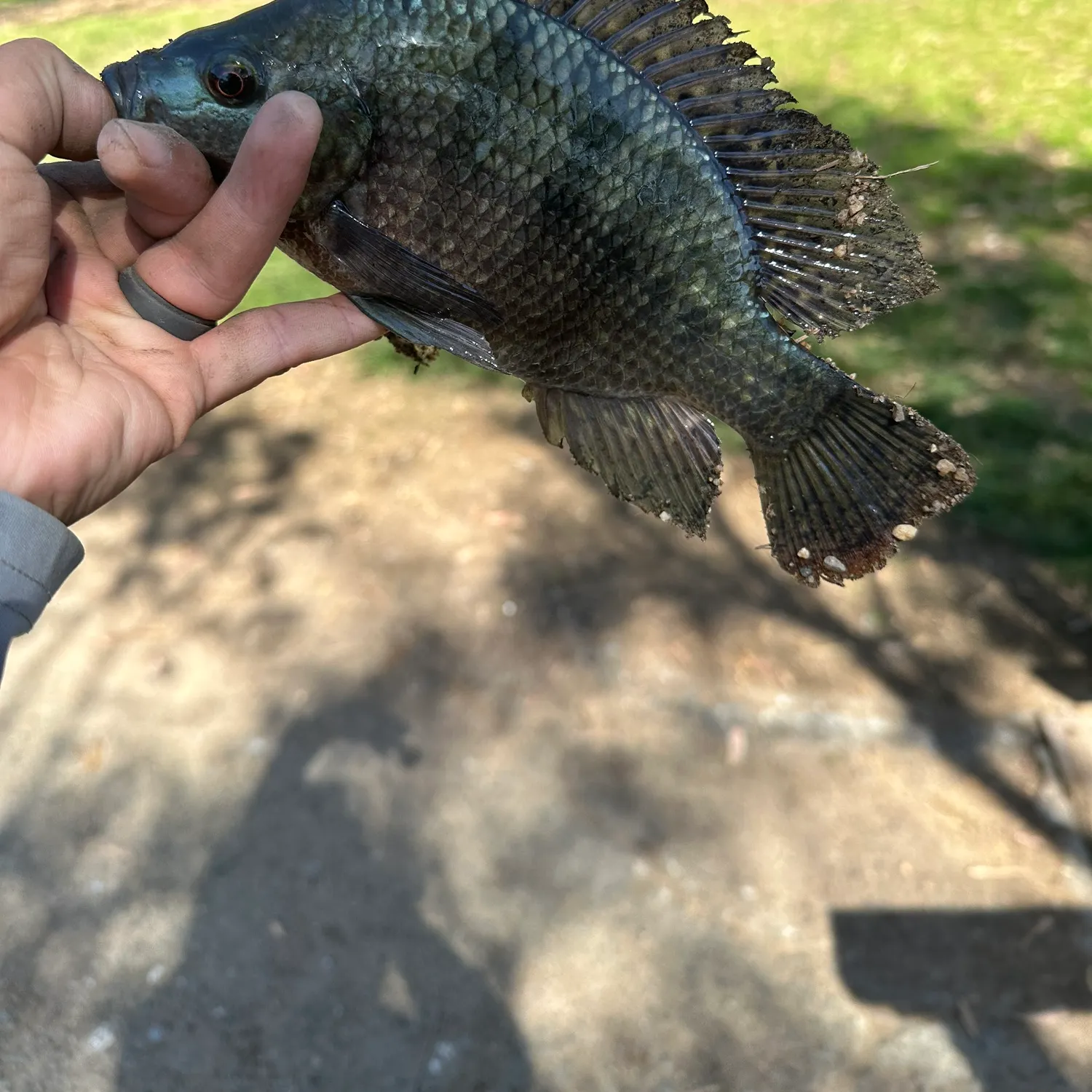catch