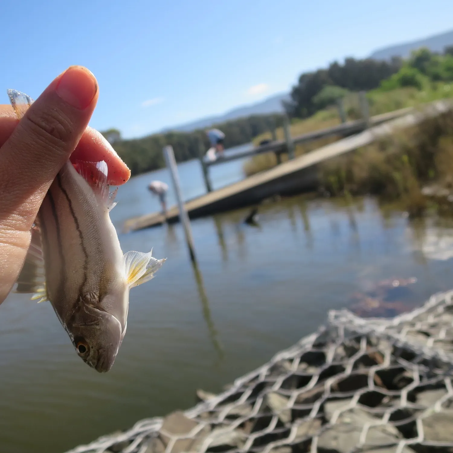 The most recent Jarbua terapon catches on Fishbrain