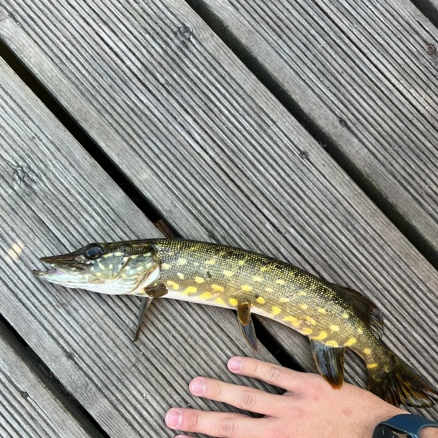 catch