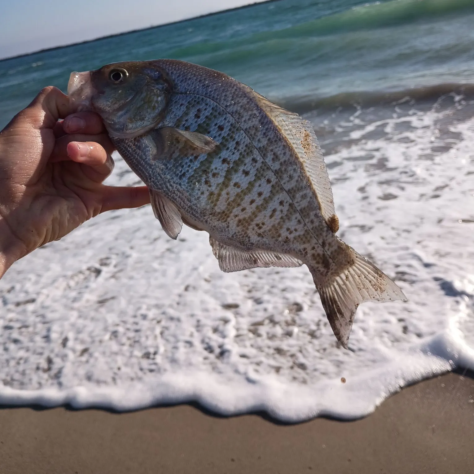 The most recent Barred surfperch catches on Fishbrain