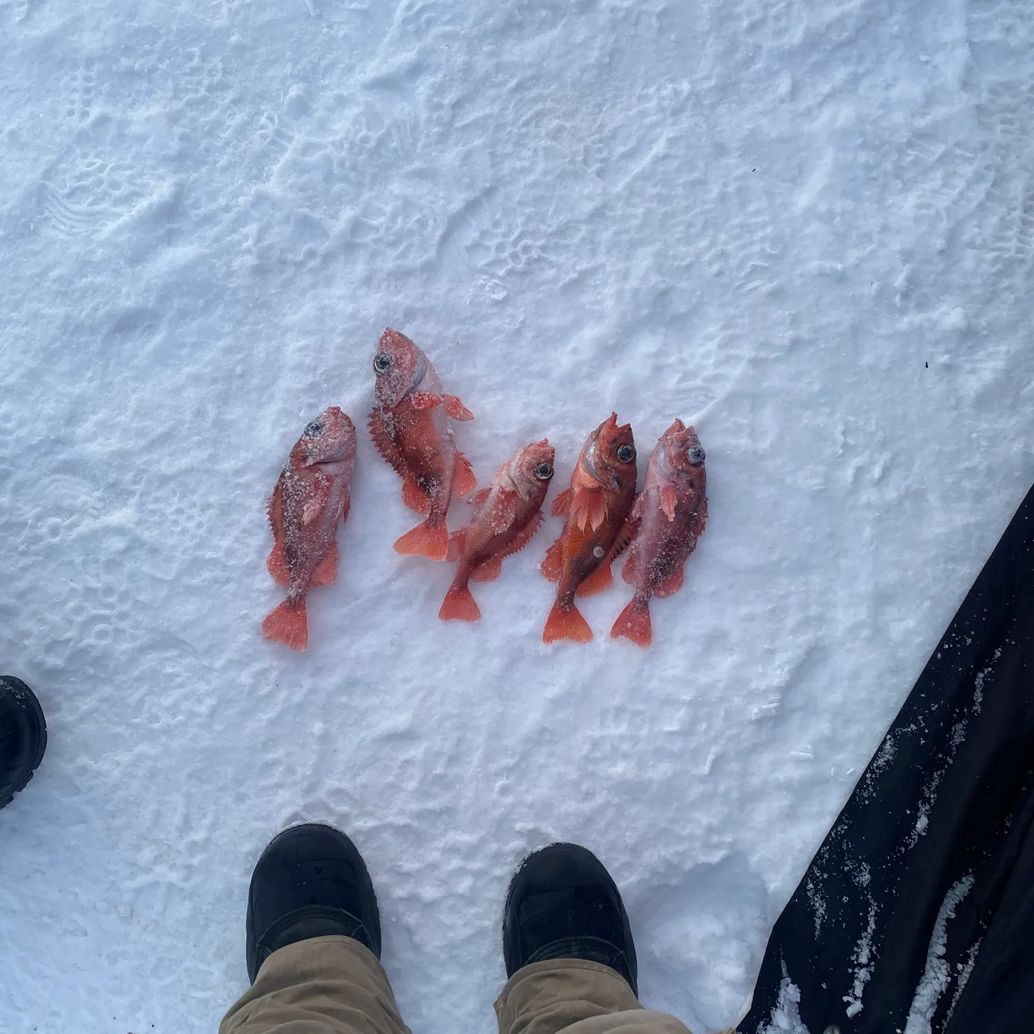 recently logged catches