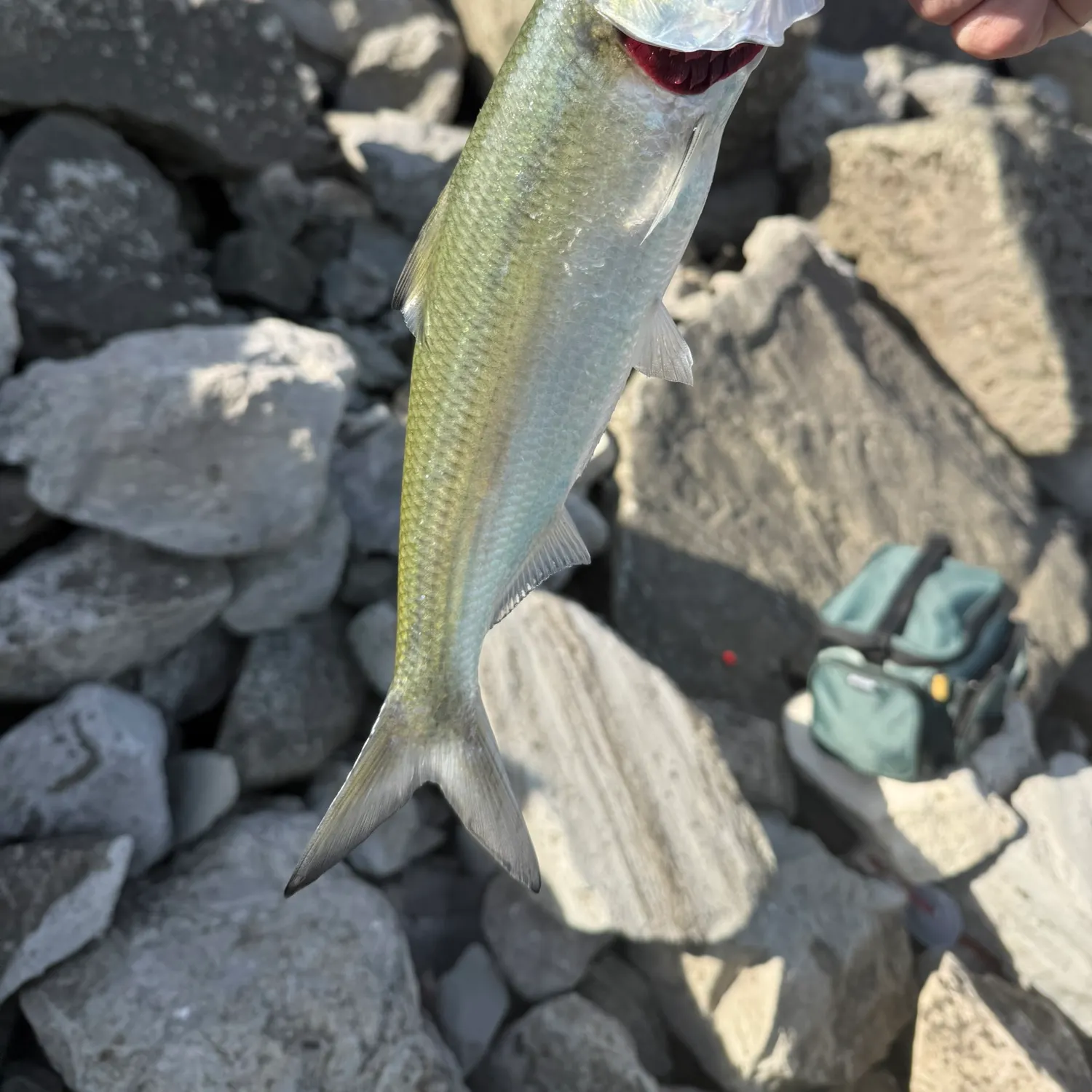 The most recent Skipjack herring catches on Fishbrain