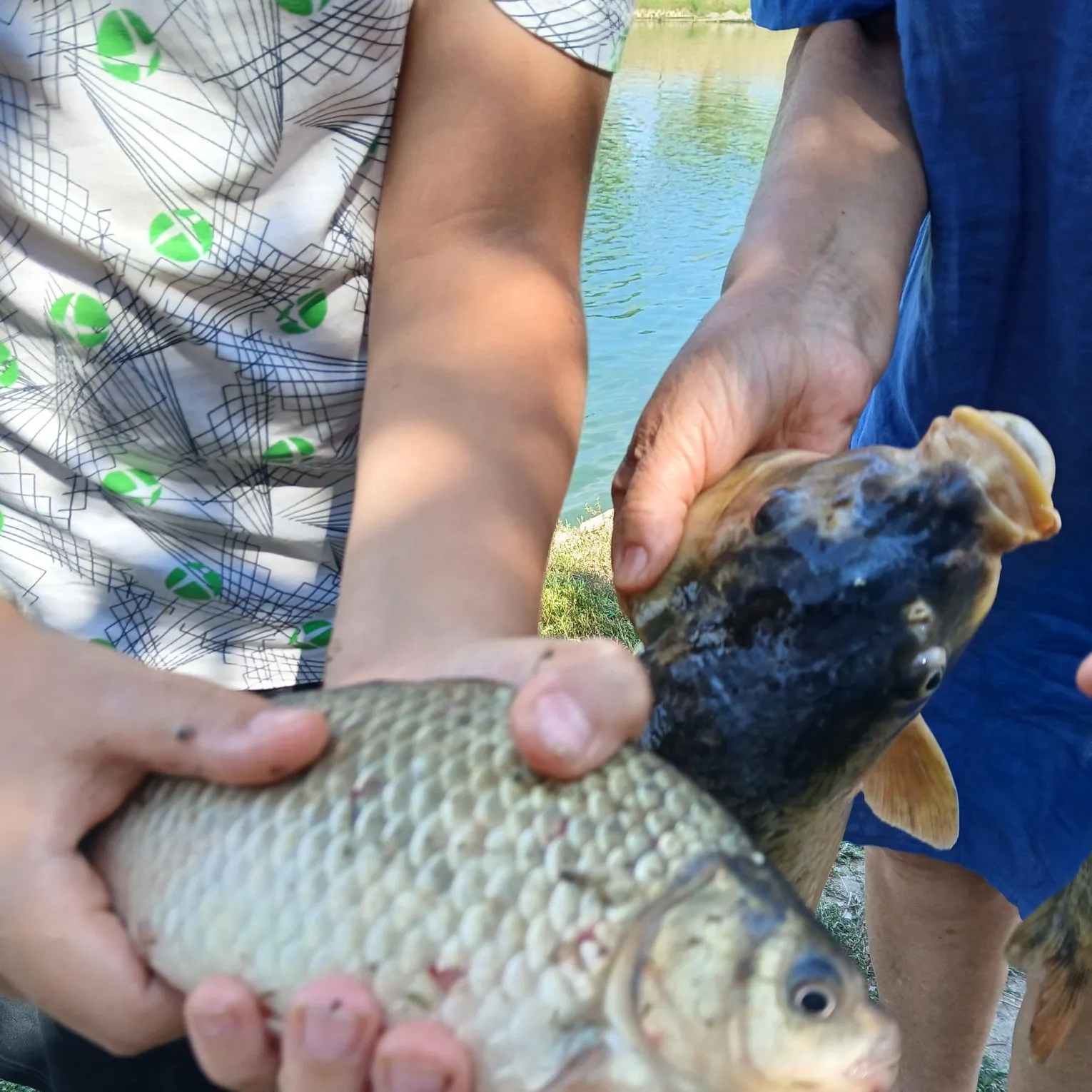 Crucian carp caught on Fishbrain