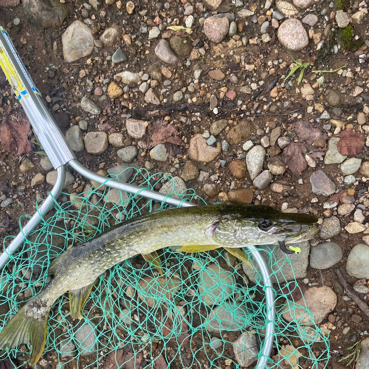 Northern pike caught on Fishbrain