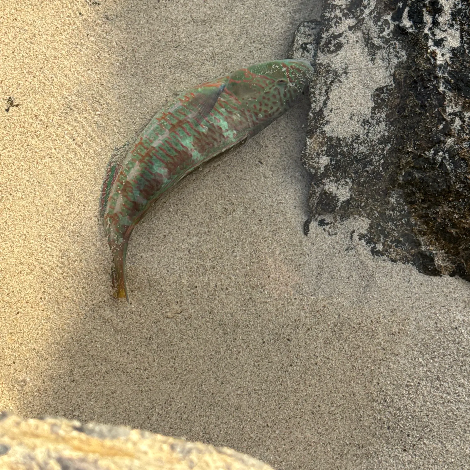 Fish caught on Fishbrain