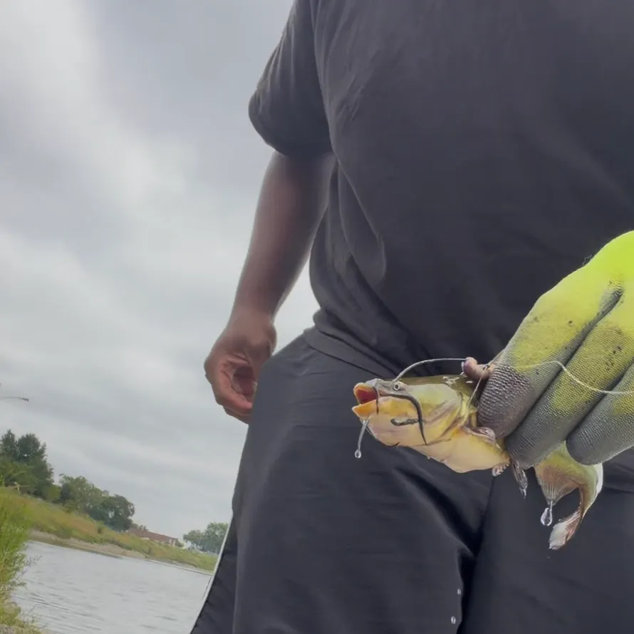 Channel catfish caught on Fishbrain