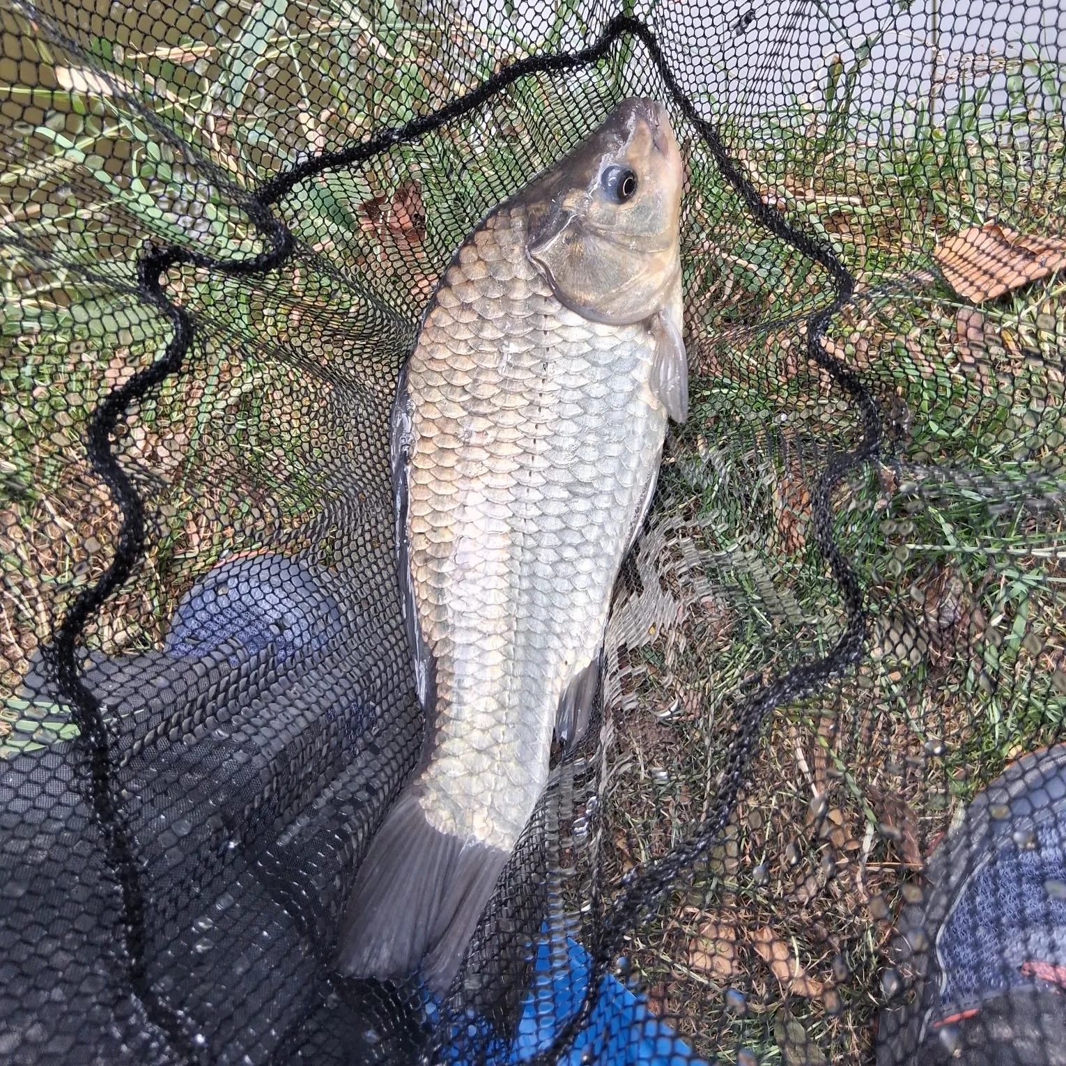 Common carp caught on Fishbrain