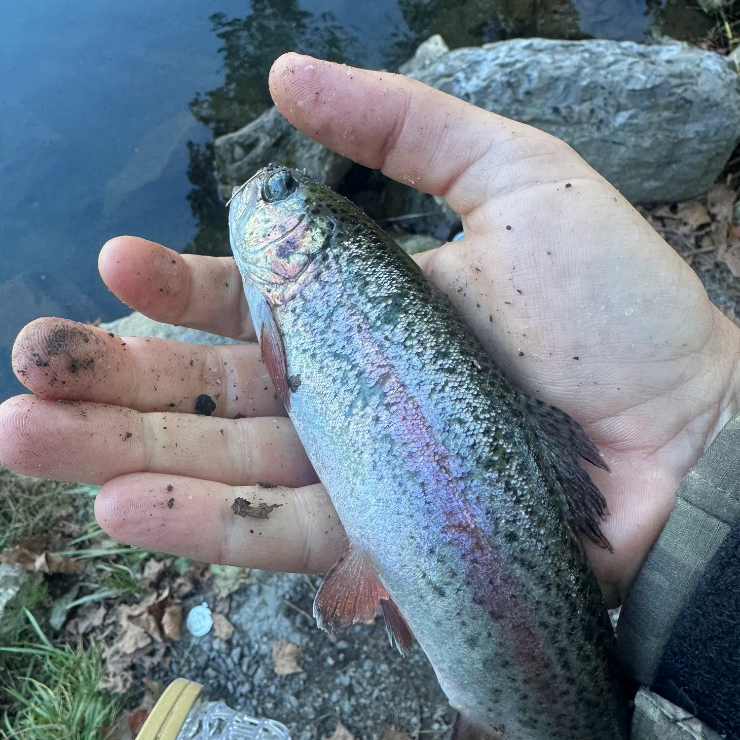 Rainbow trout caught on Fishbrain